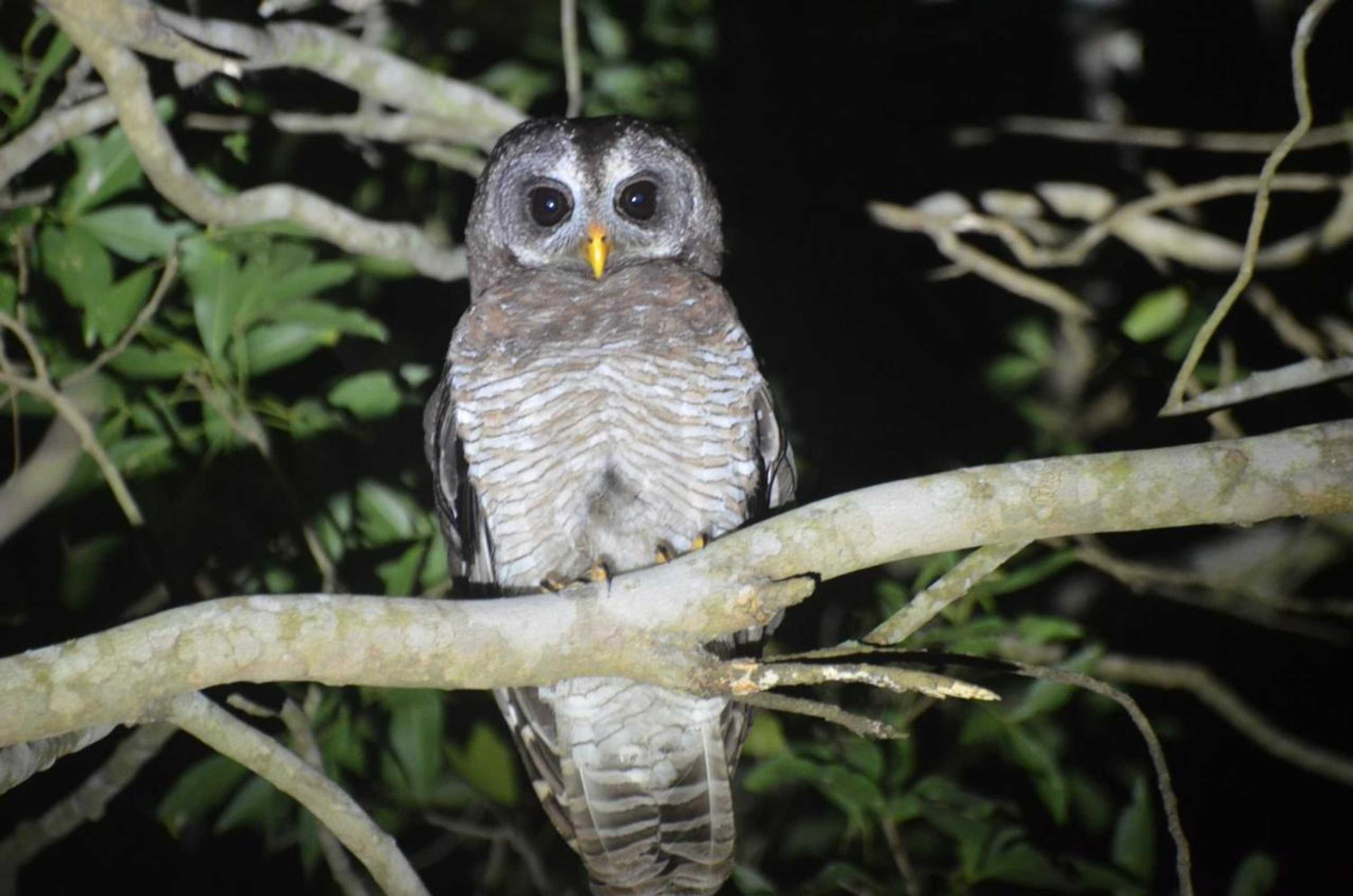 Gift card for Bushbaby Lodge & Camping Gift card for Bushbaby Lodge & Camping