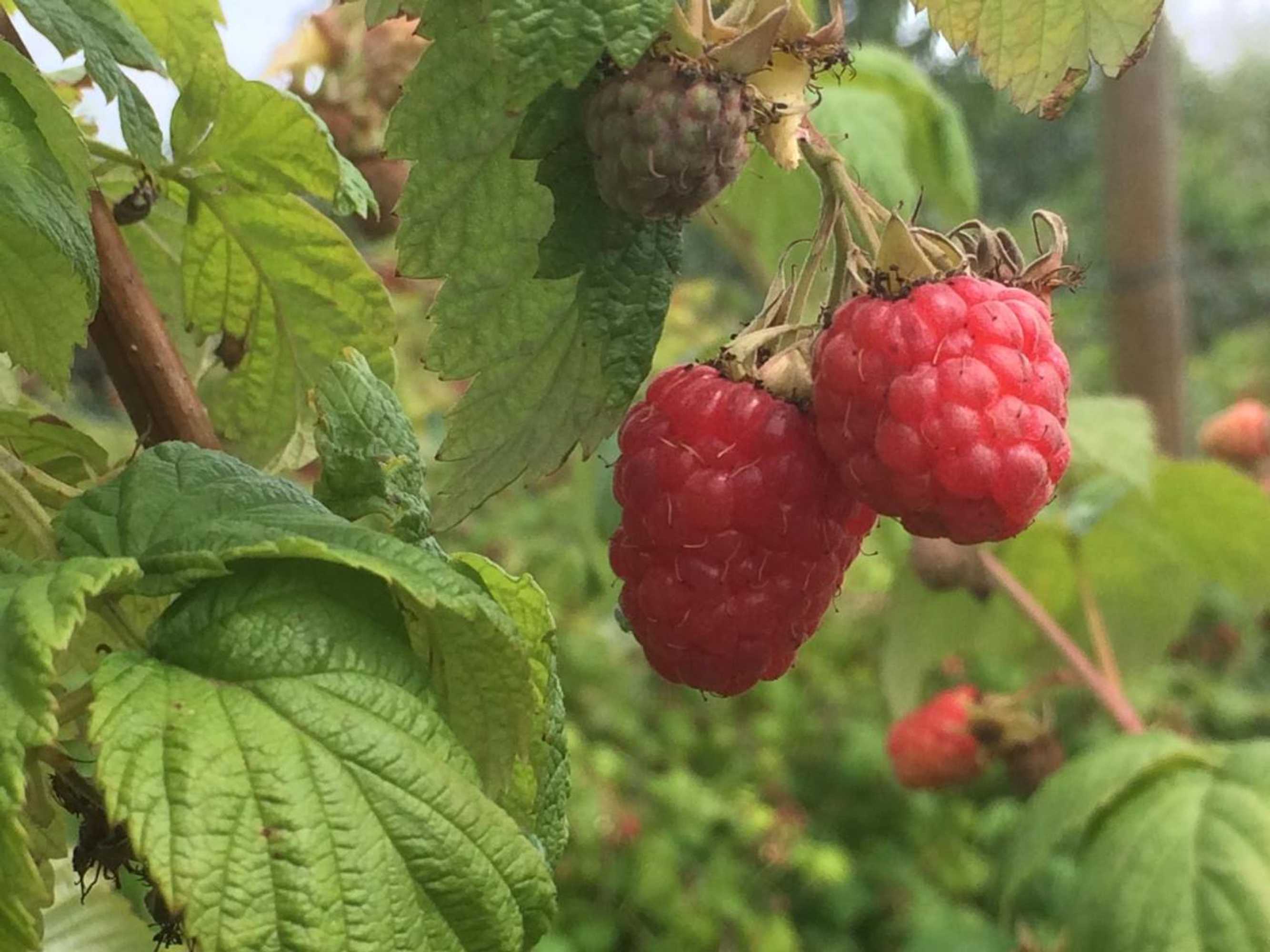 Gift card for B&b Ool Inclusive