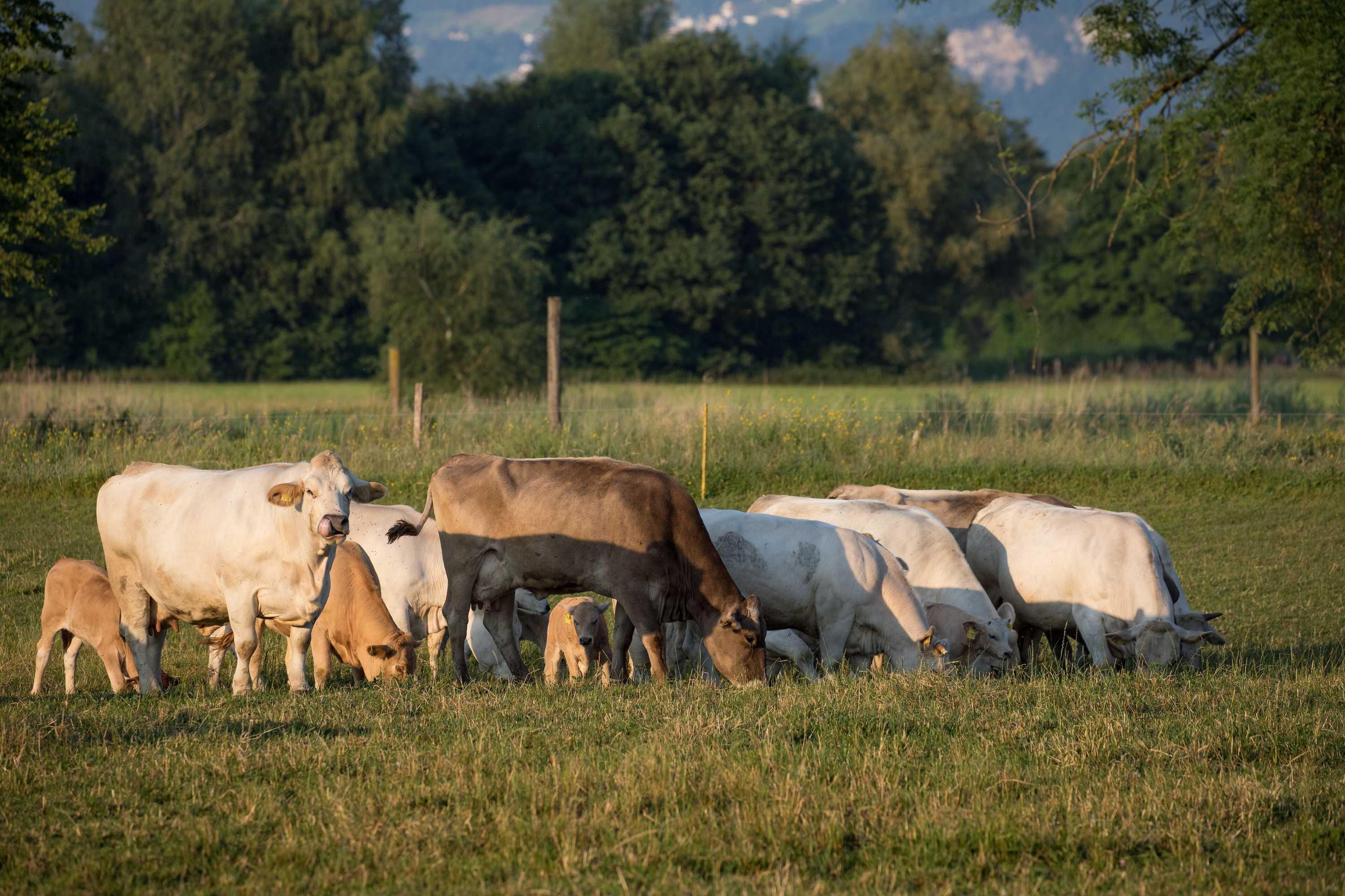 Gift card for Steigmatt Bauernhof - Erlebnis