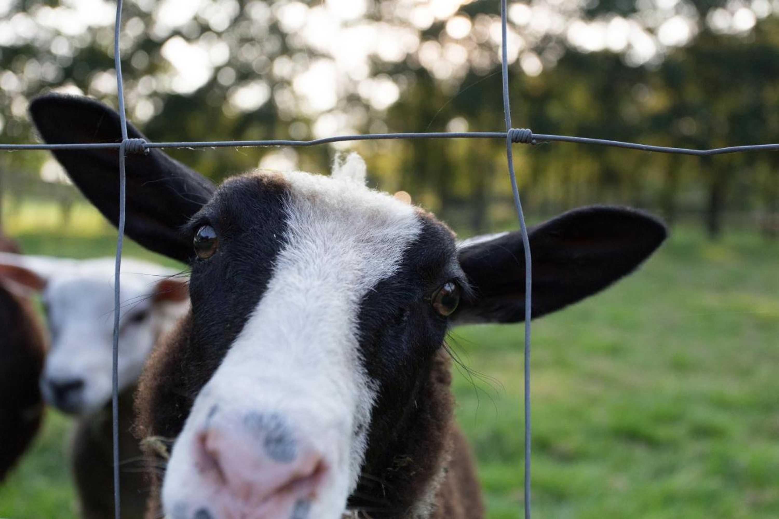 Gift card for Blier Herne