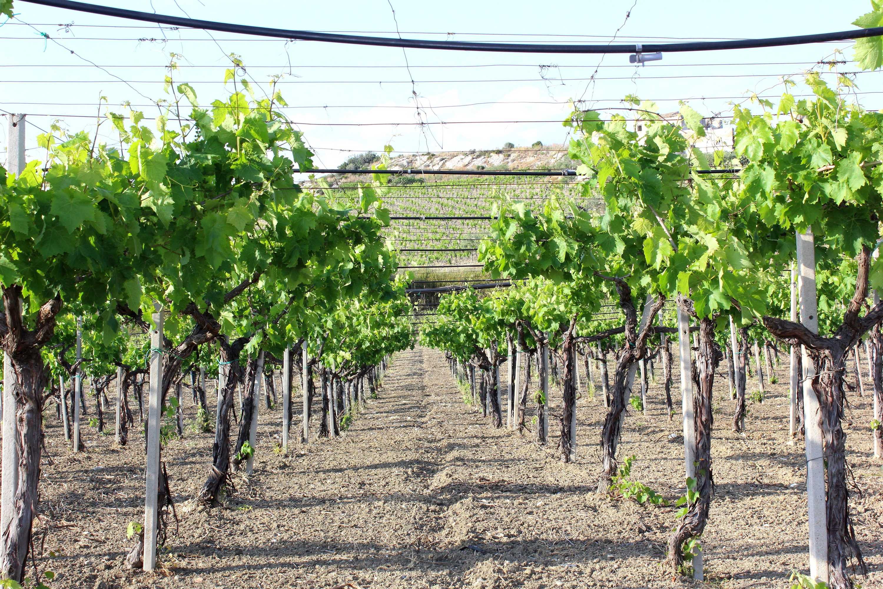 Gift card for Agriturismo La Casa di Bacco