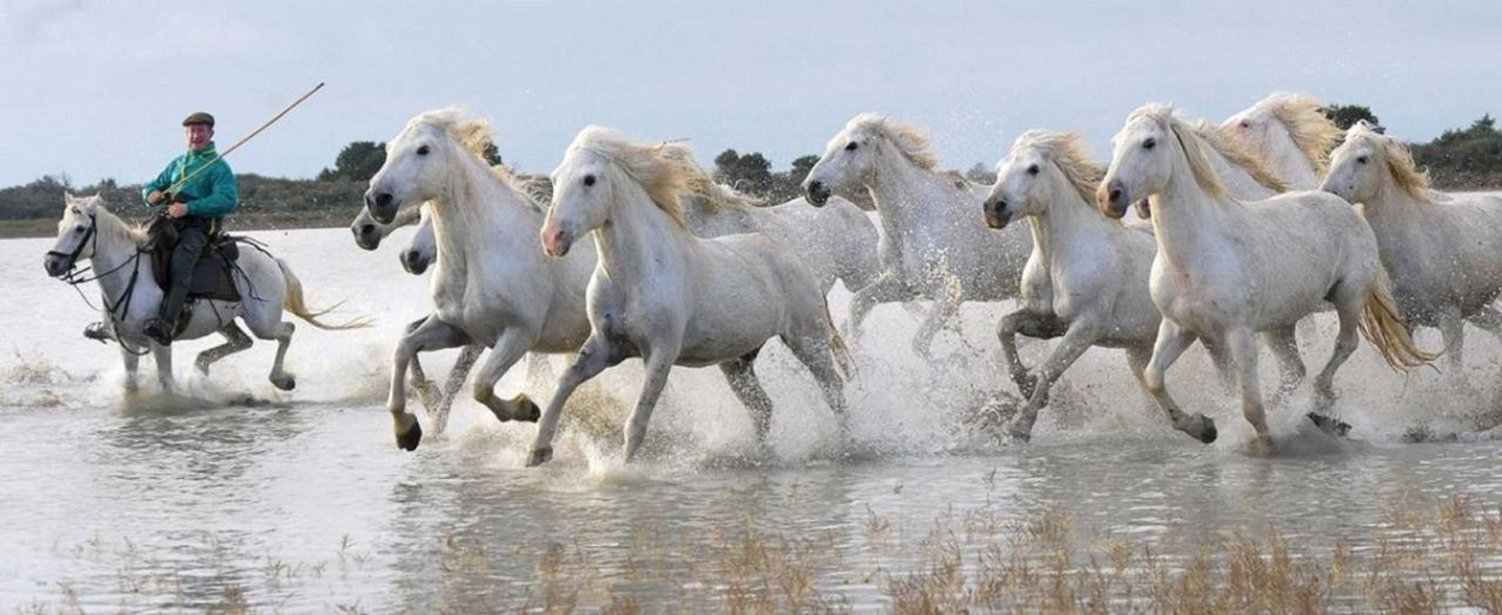 Gift card for Camping L'olivier