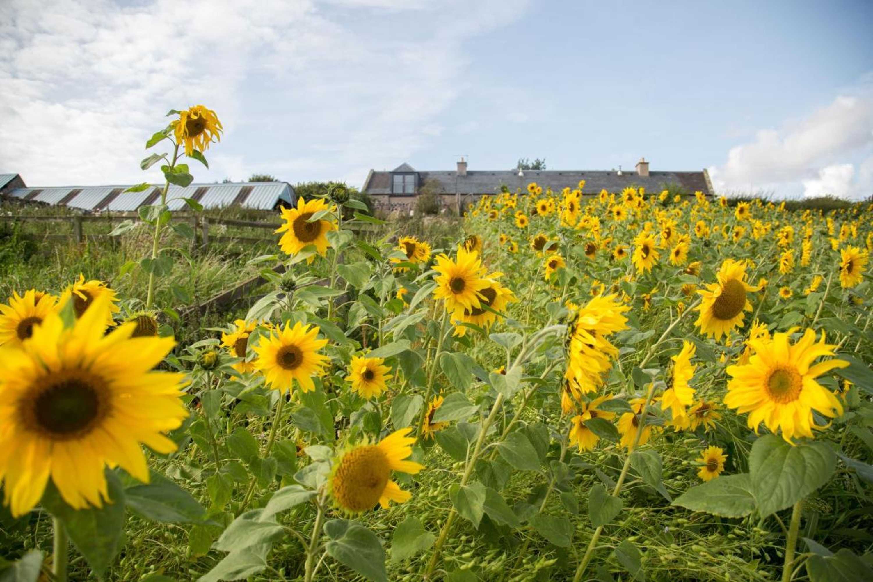 Gift card for Plumtree Cottage