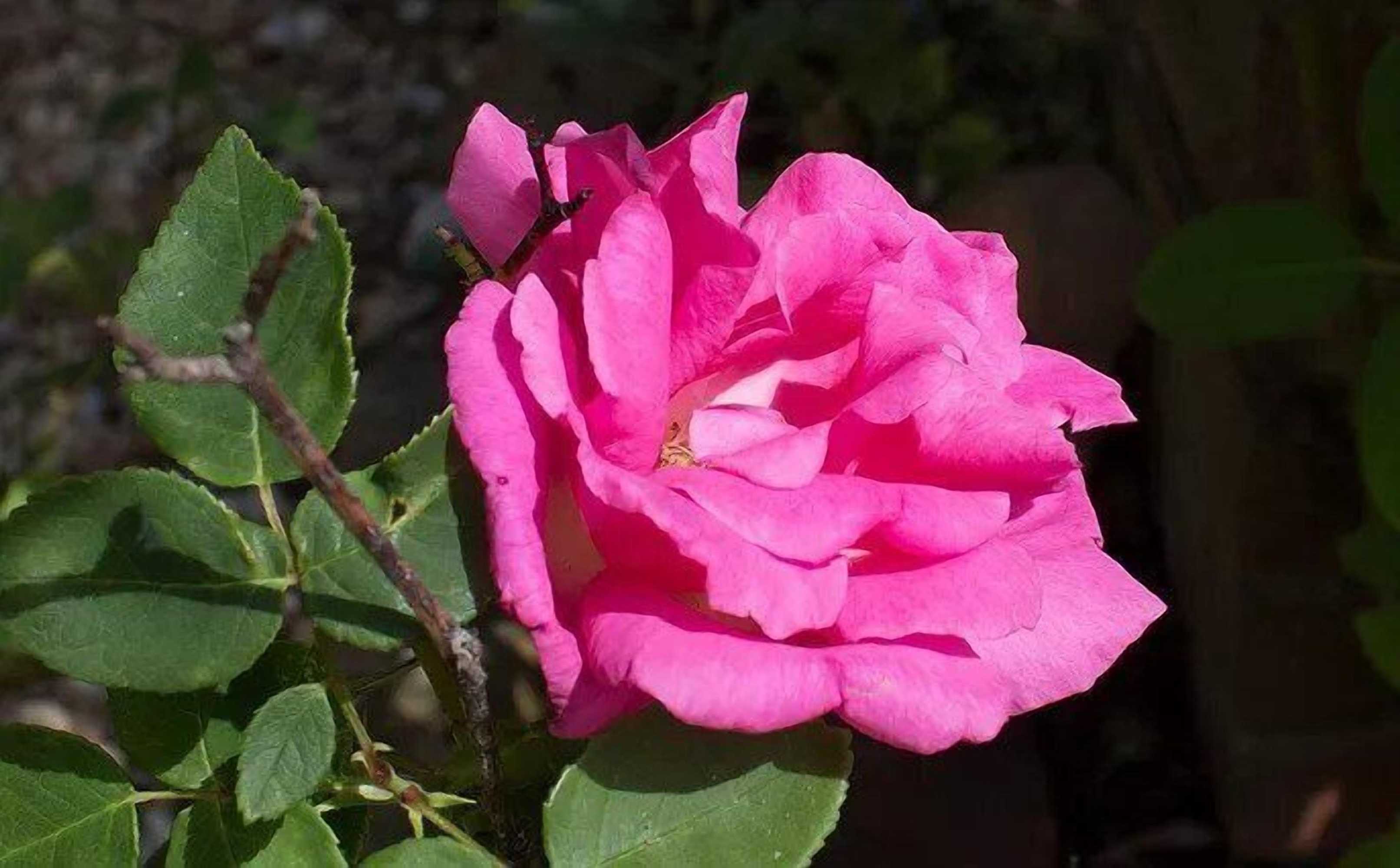 Gift card for The Old Stables