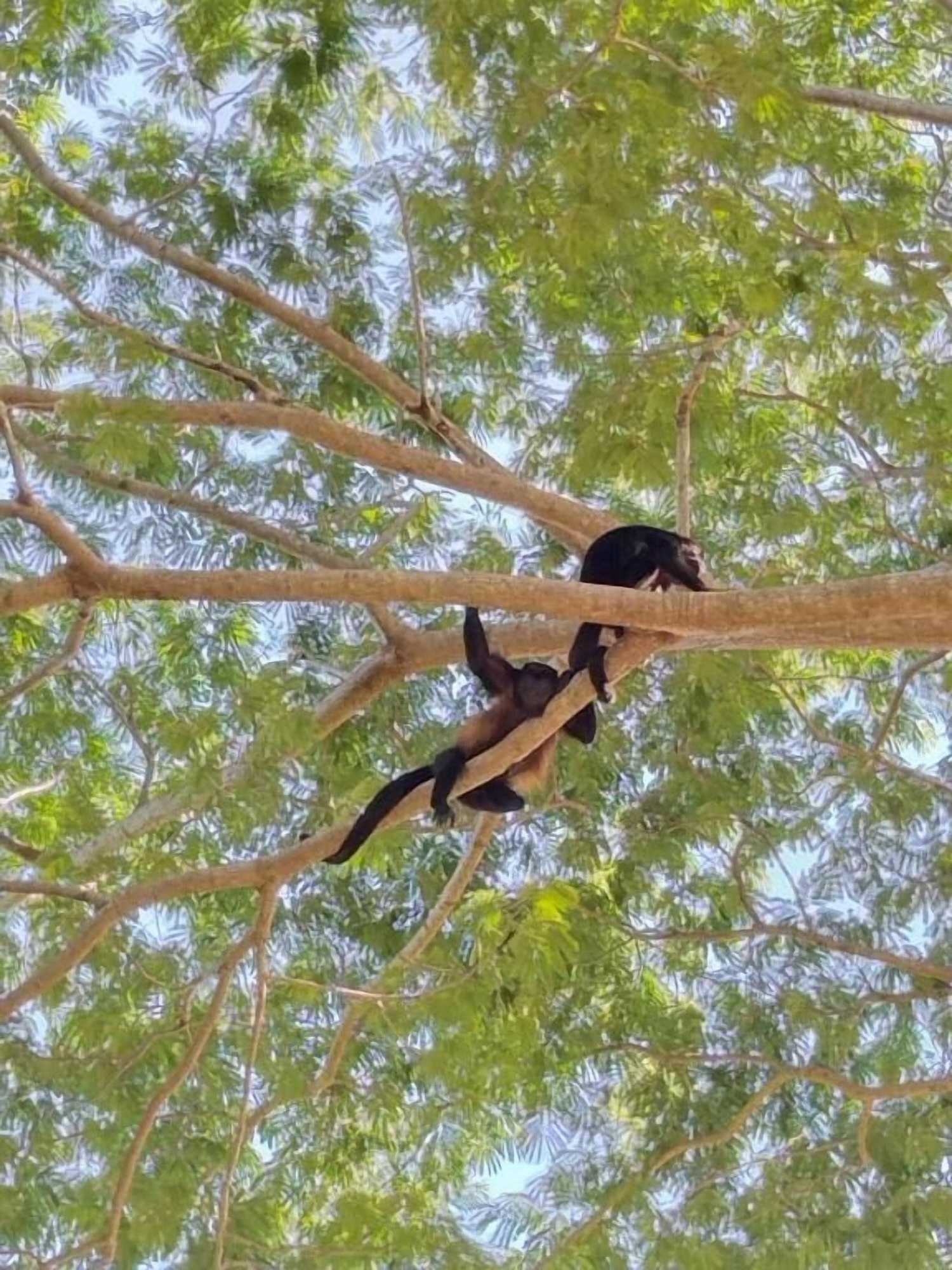 Gift card for Casa Maya Eco Lodge Surf Retreat Seconds From The Beach