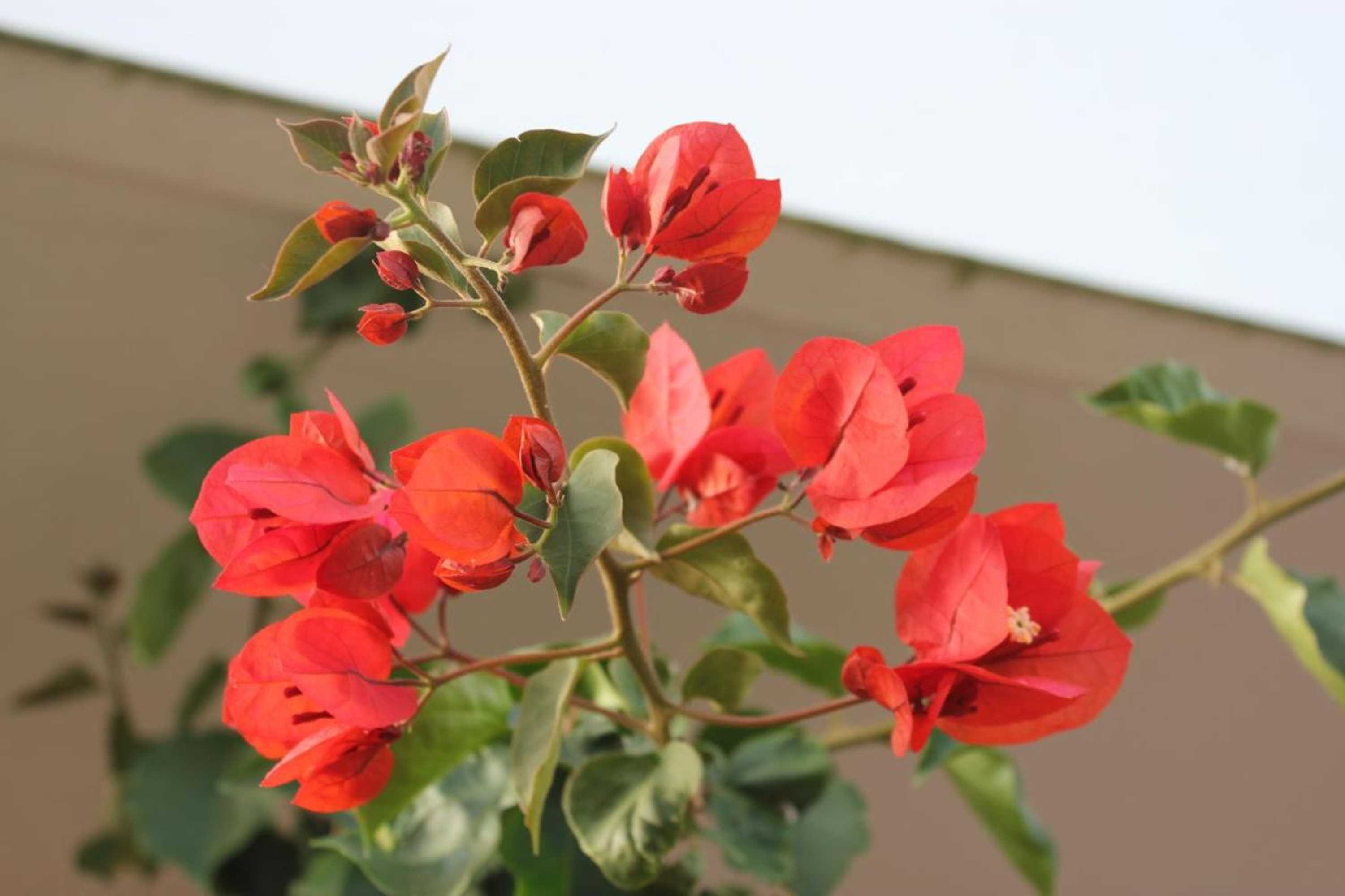 Gift card for Casa Lagoa Verde