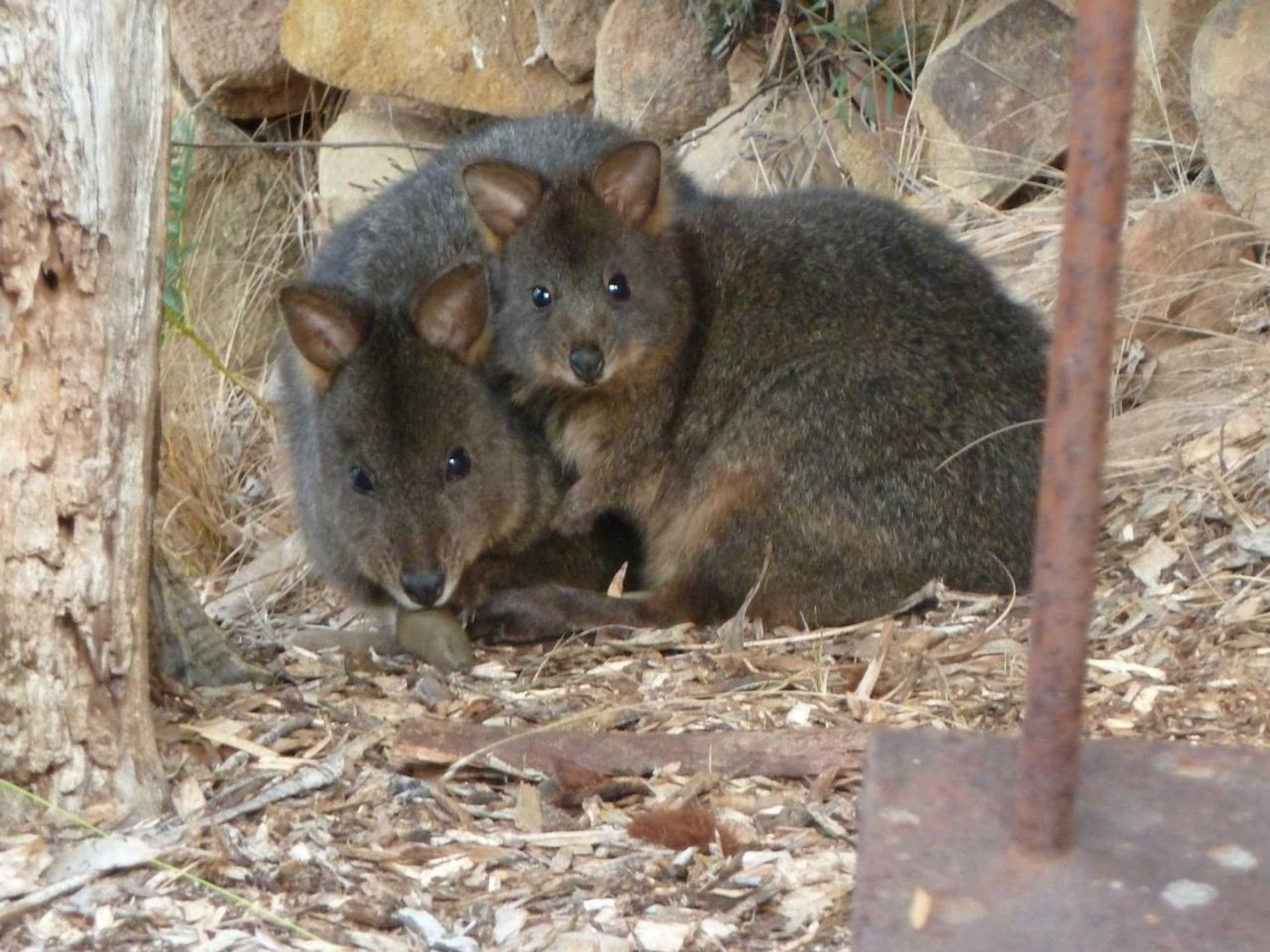 Gift card for Oyster Shack