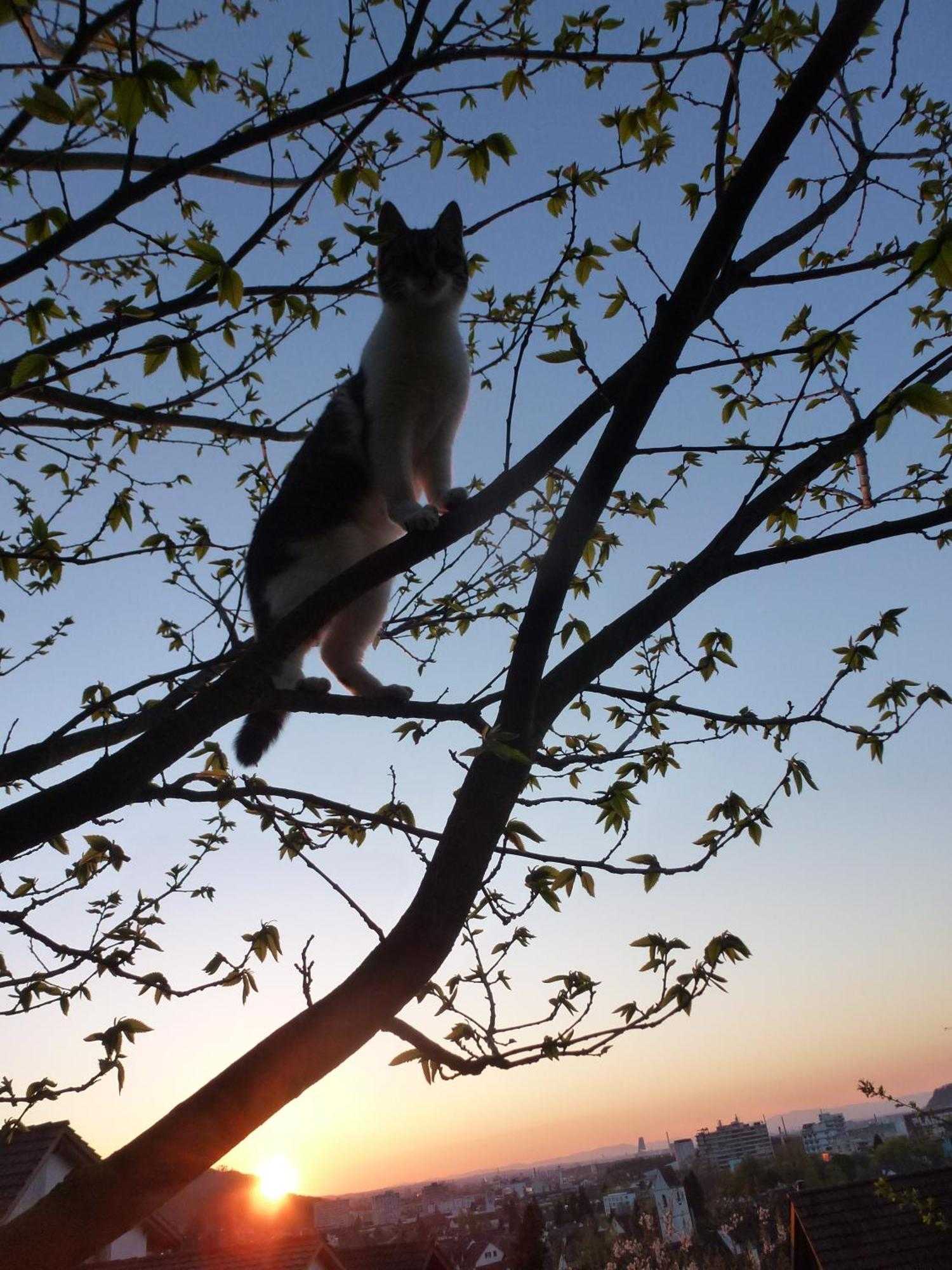 Gift card for B&b Sunnesite Pratteln