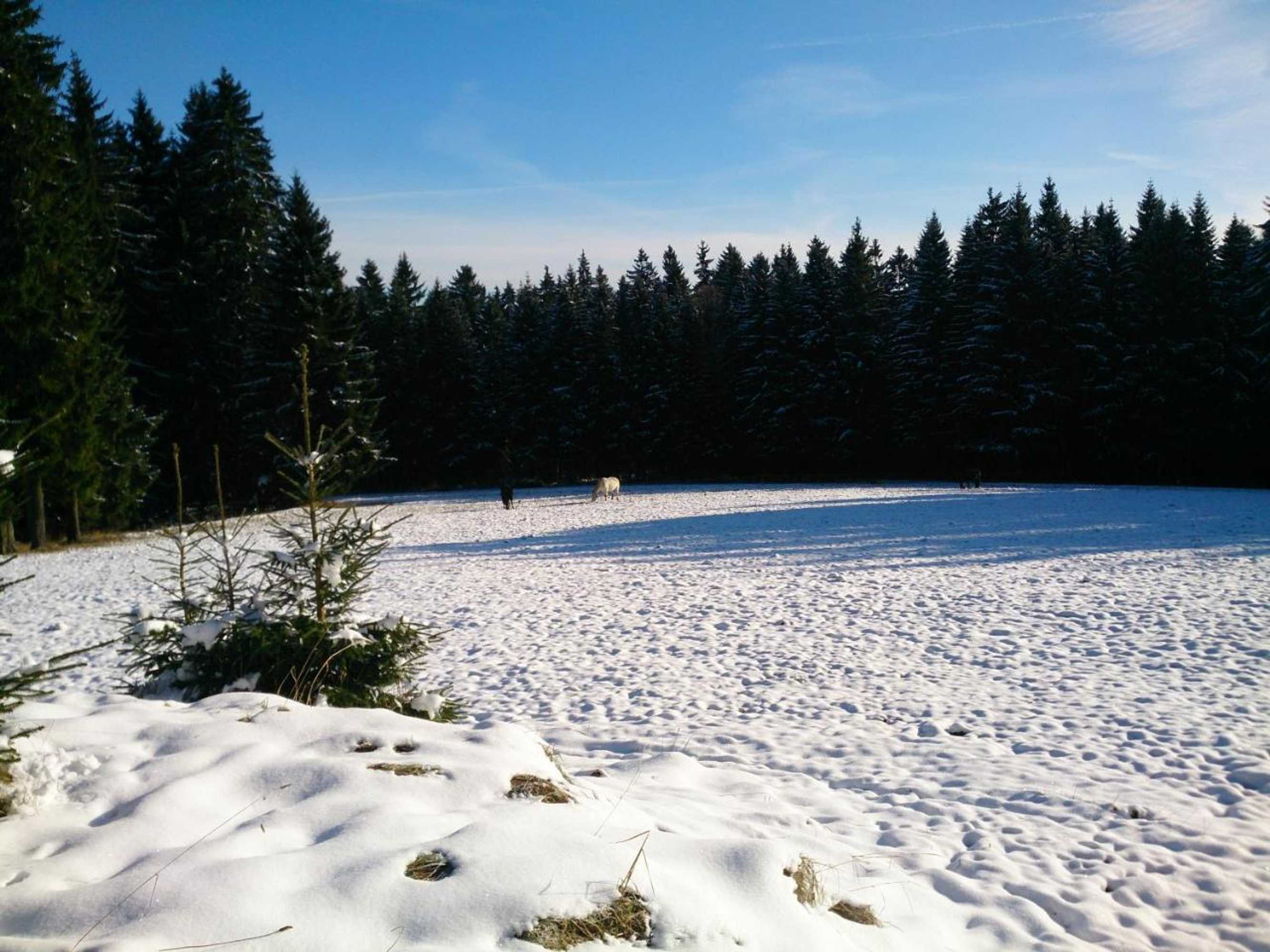 Gift card for Waldhotel Zöbischhaus