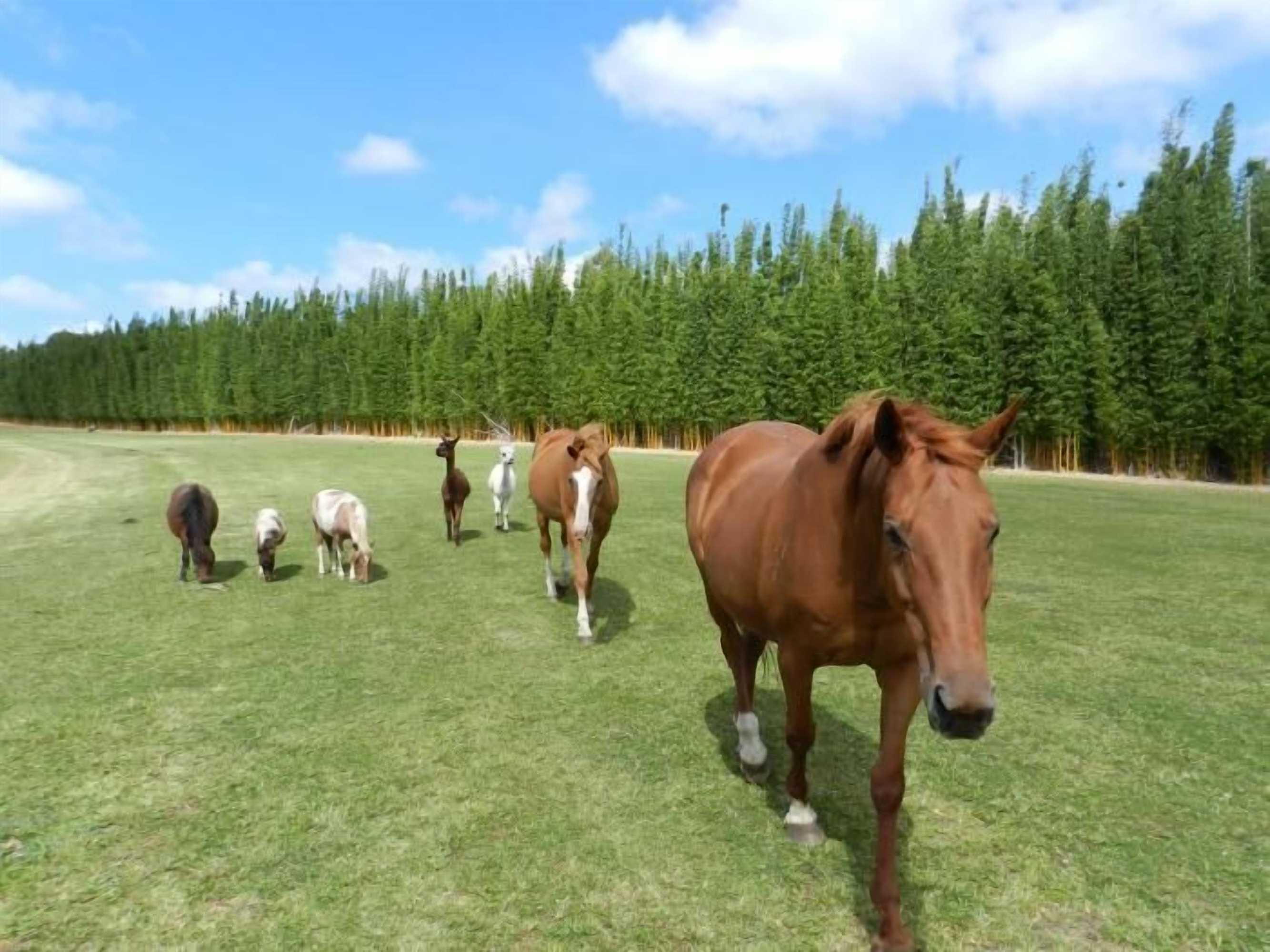 Gift card for Puketotara Lodge