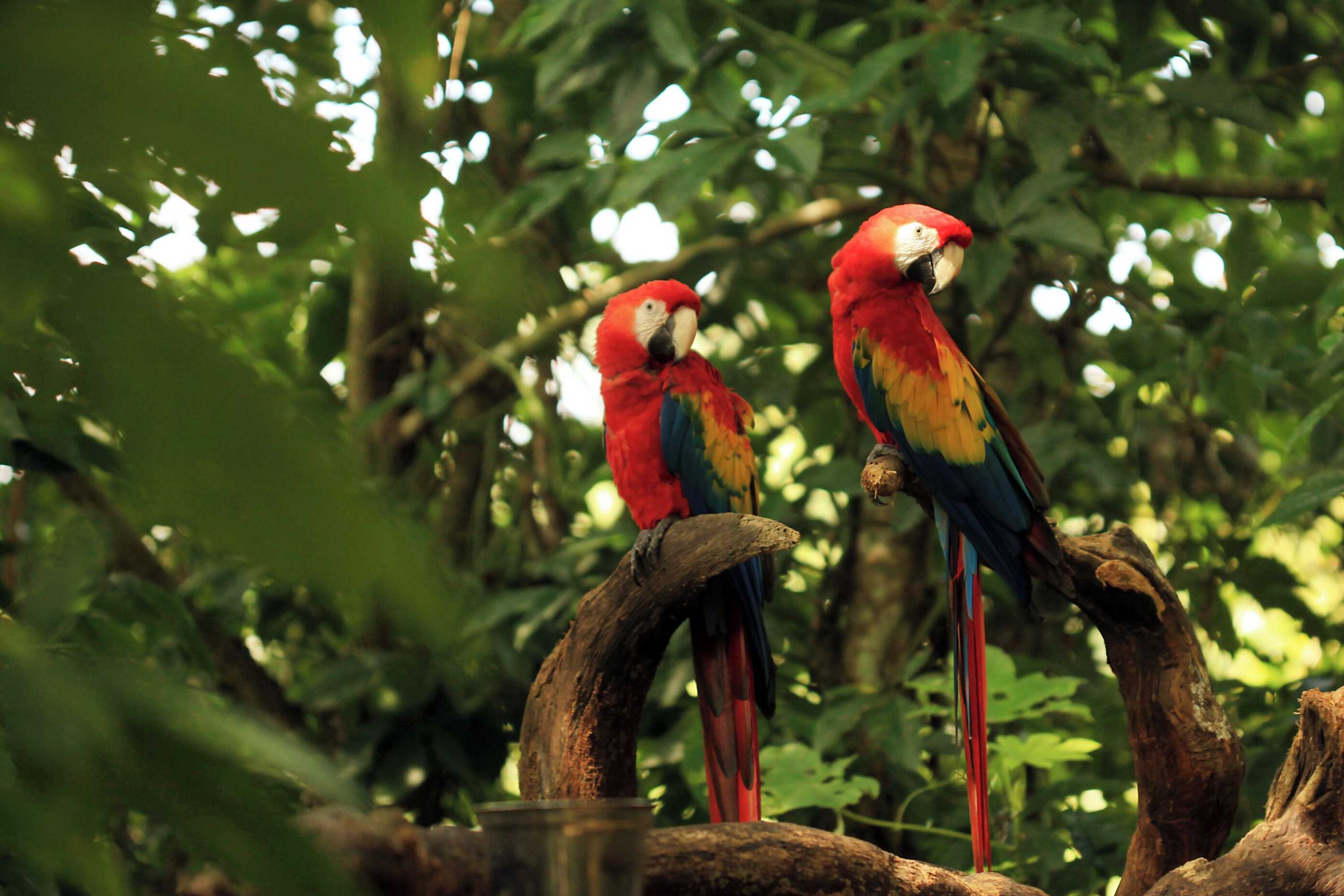 Gift card for Piedra de Agua Hotel Boutique Palenque Gift card for Piedra de Agua Hotel Boutique Palenque