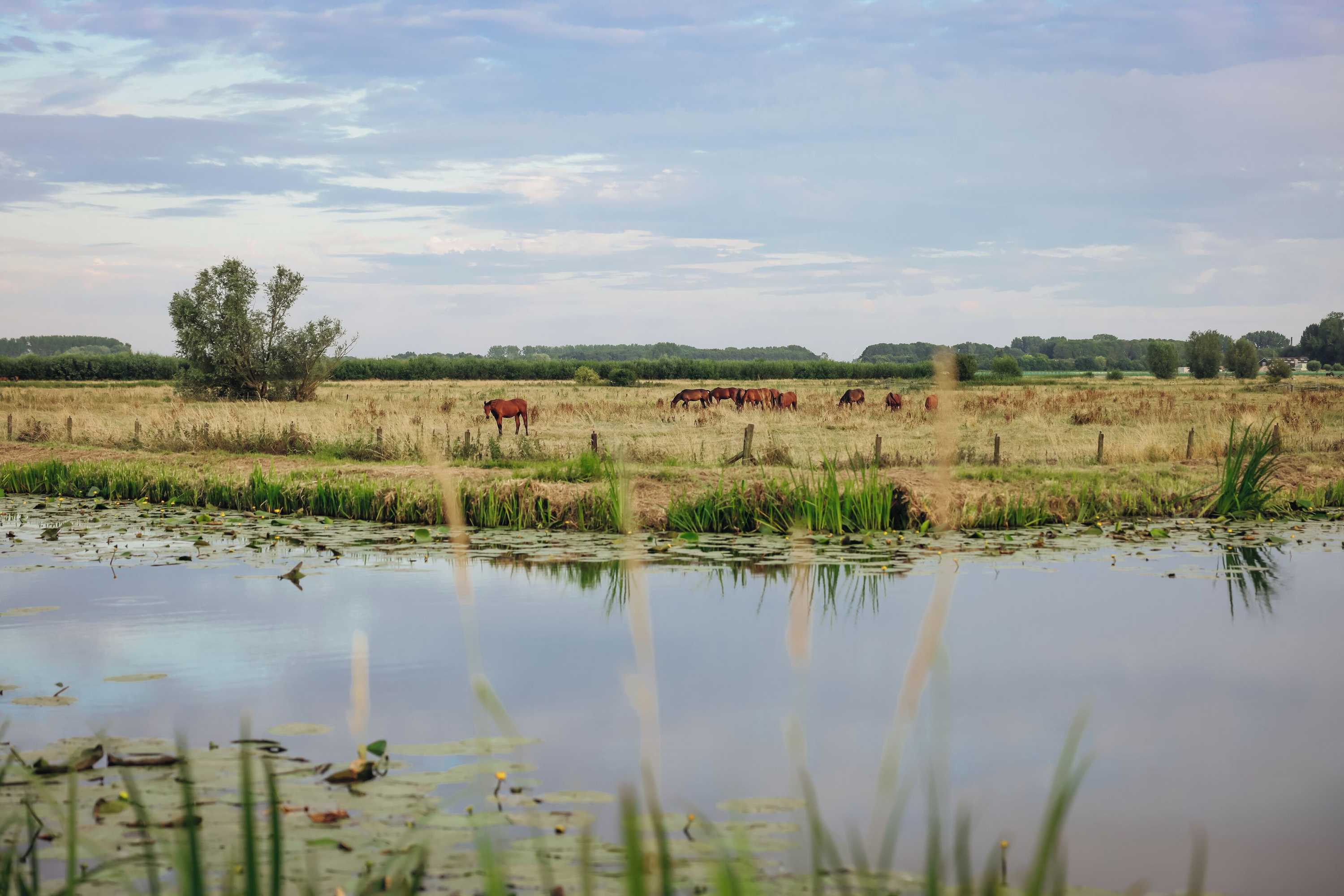 Gift card for Hajé Restaurant Nieuwegein
