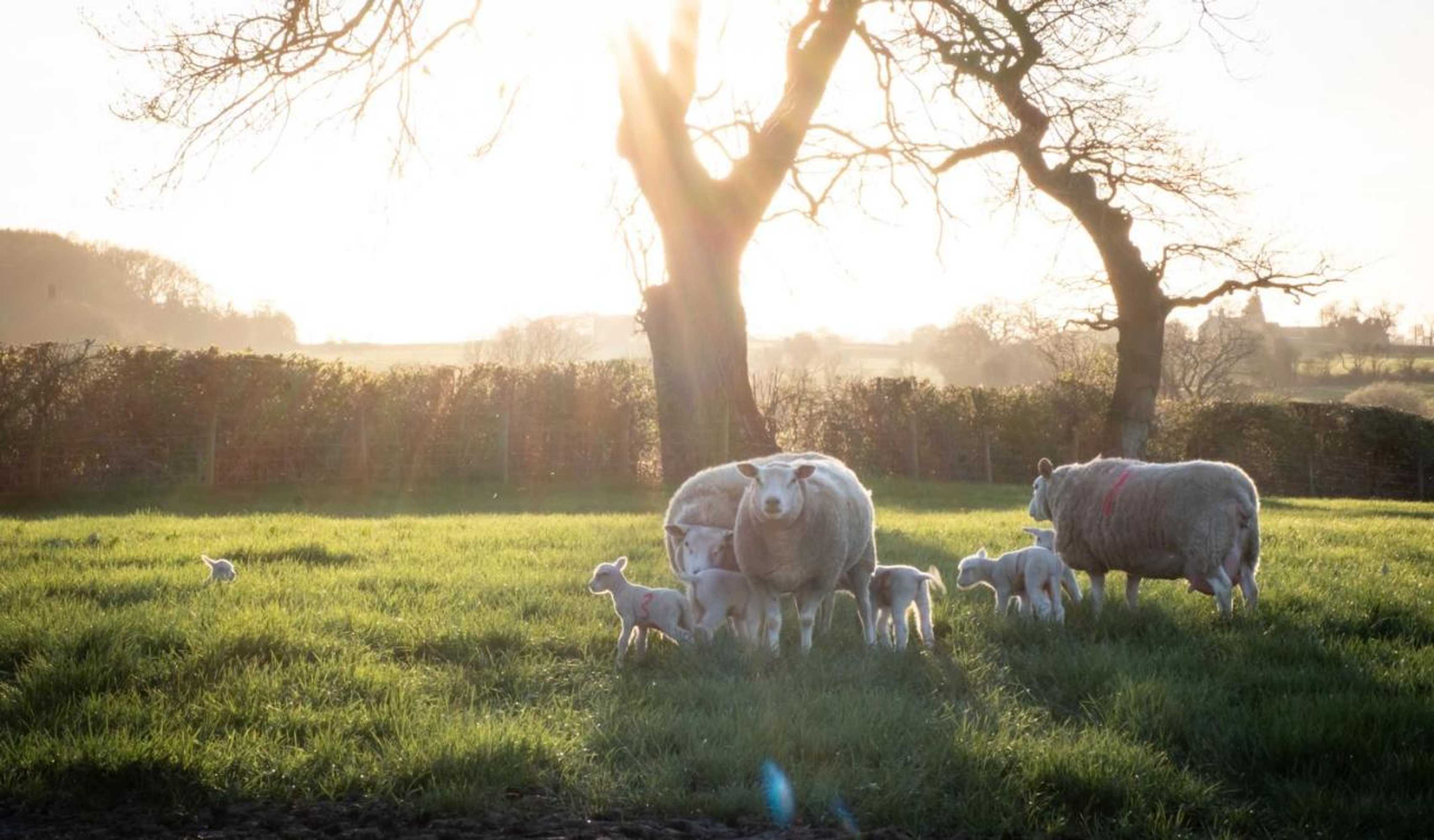 Gift card for Barnfields Holiday Cottage