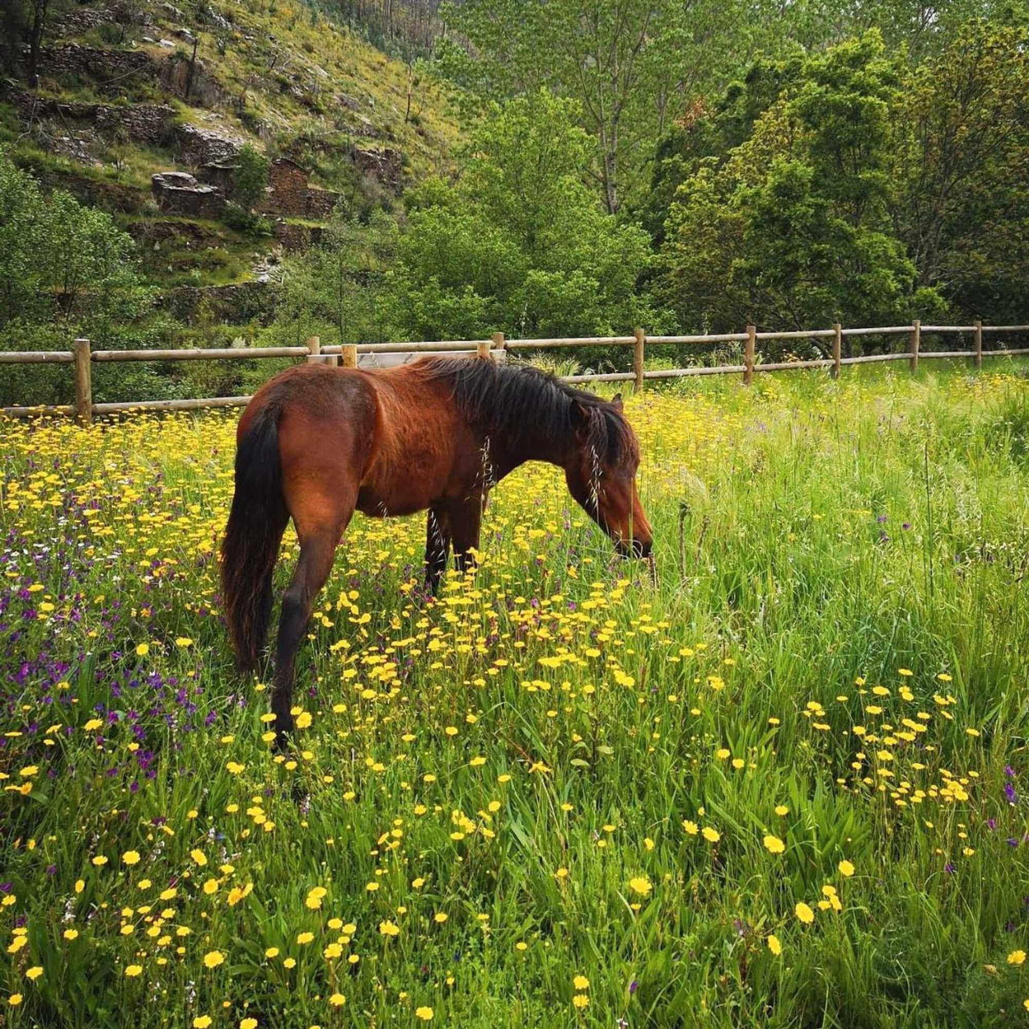 Gift card for Quinta Das Levadas - Country House & Nature