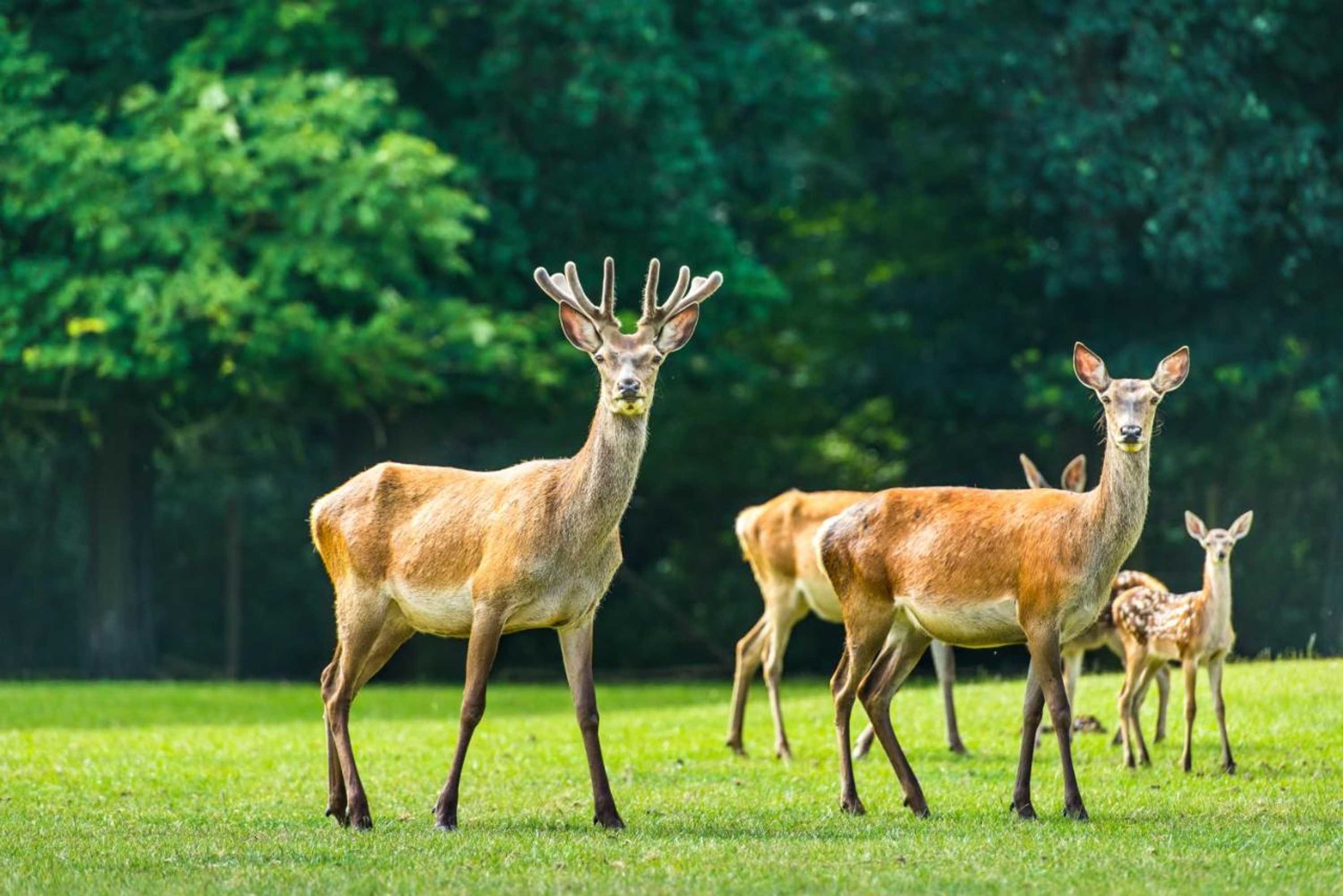 Gift card for B&b en Spa Landgoed Matanze