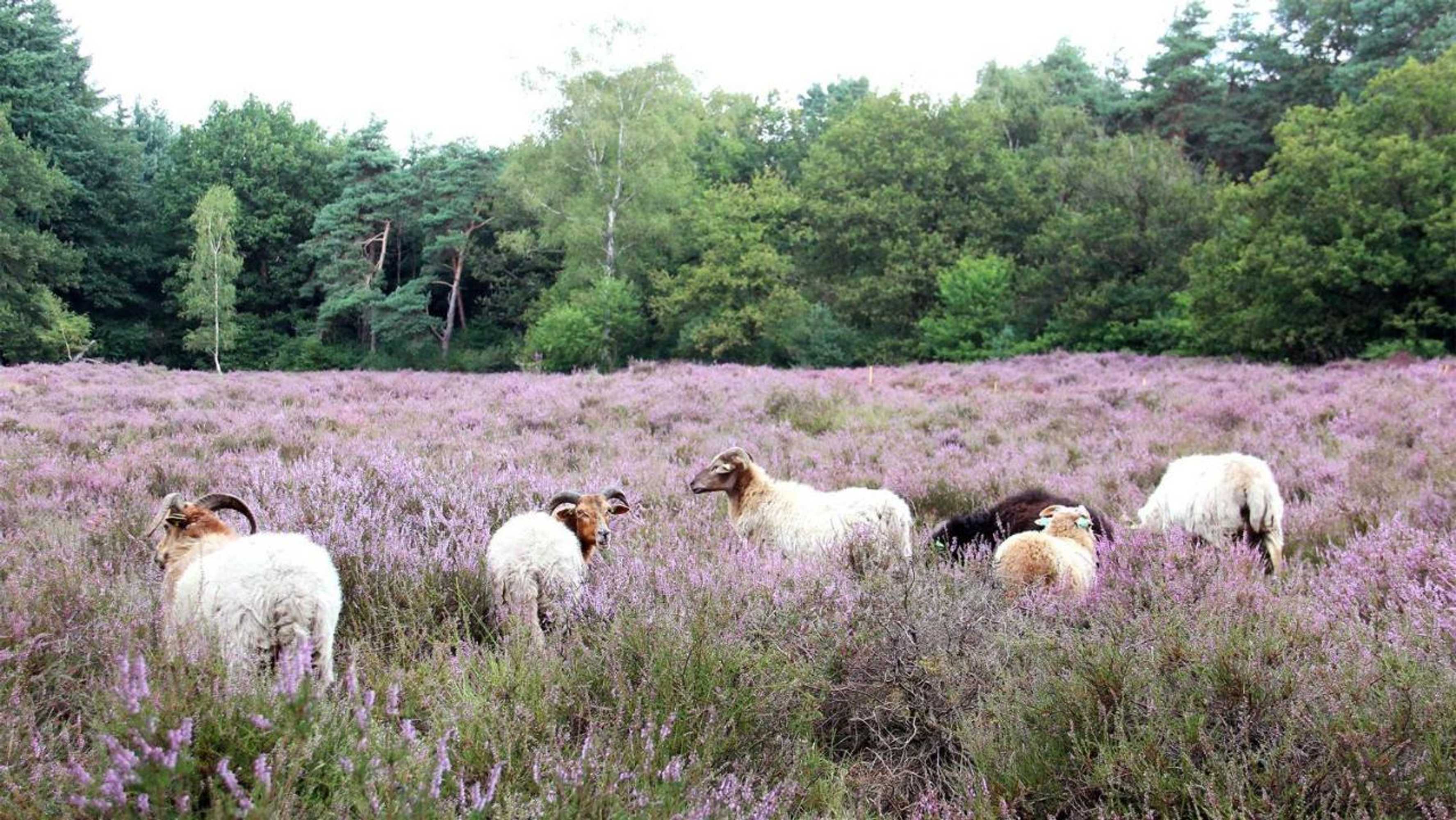 Gift card for Molecaten Park Landgoed Ginkelduin