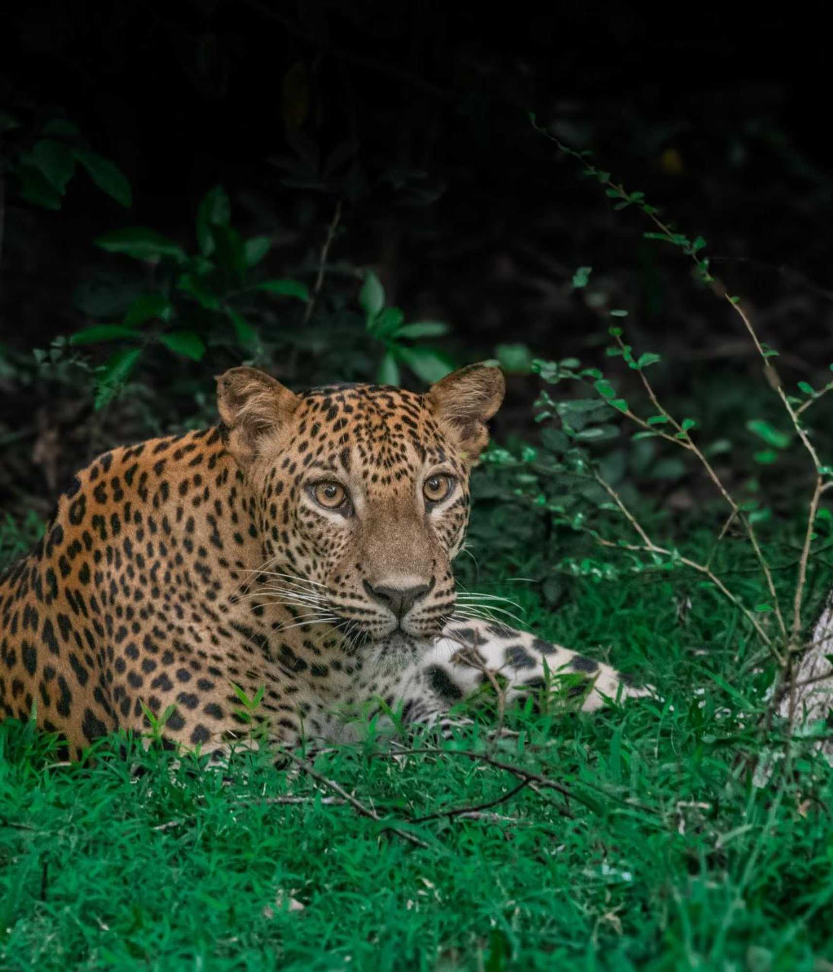 Gift card for Wilpattu National Park Forest Buma Lodge