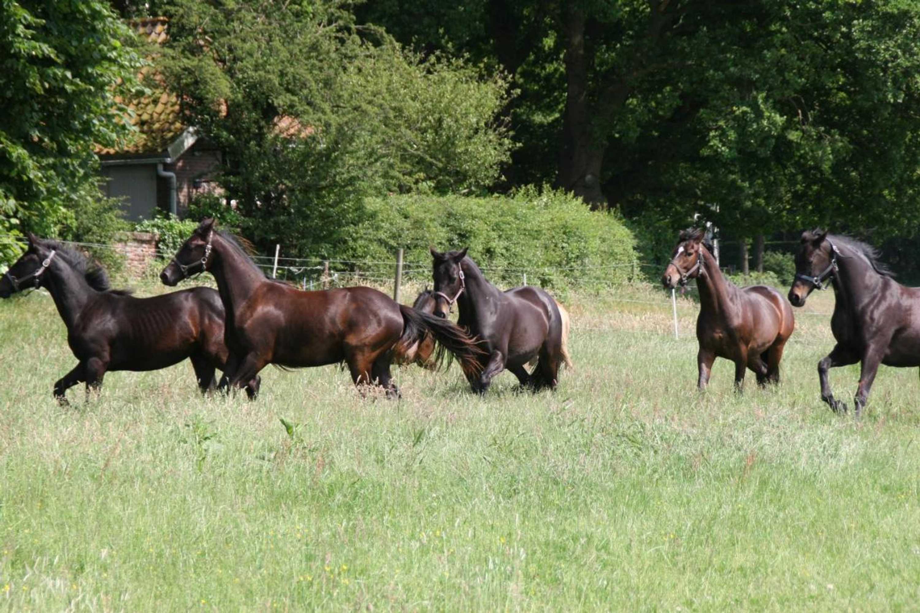 Gift card for Villa de Nachtegaal