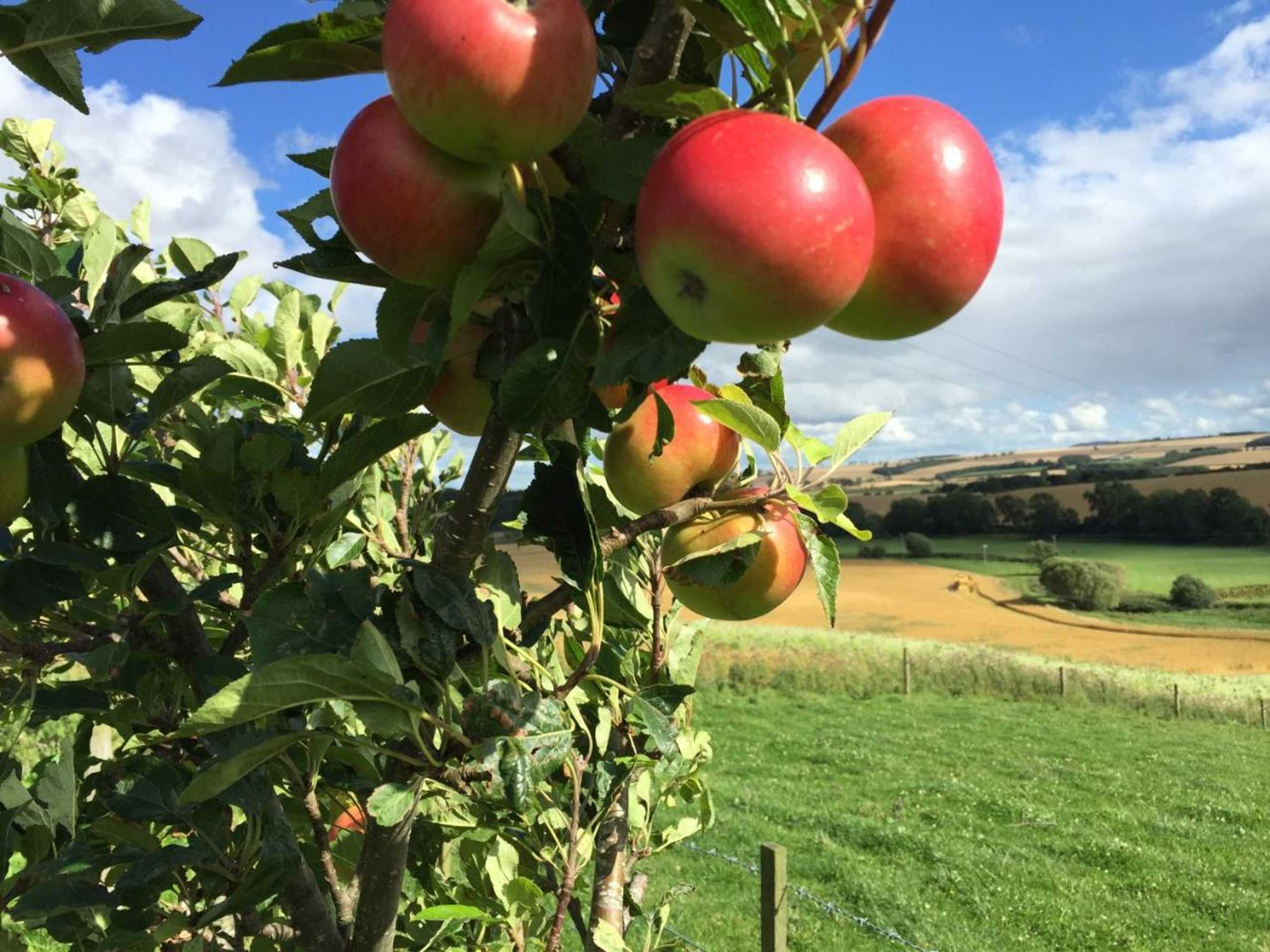 Gift card for Cocklekitty Cottage