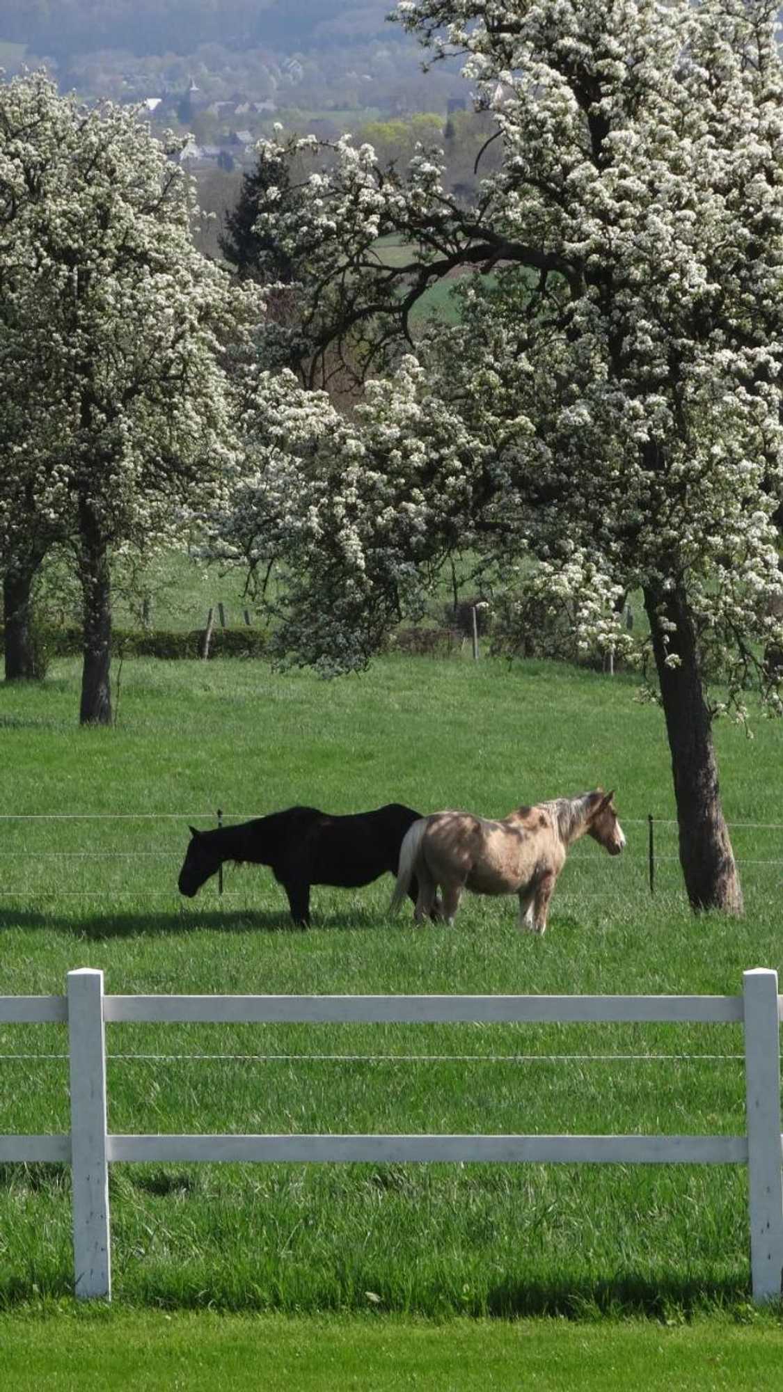 Gift card for Appartement Hoeve Espewey - Leisure Only