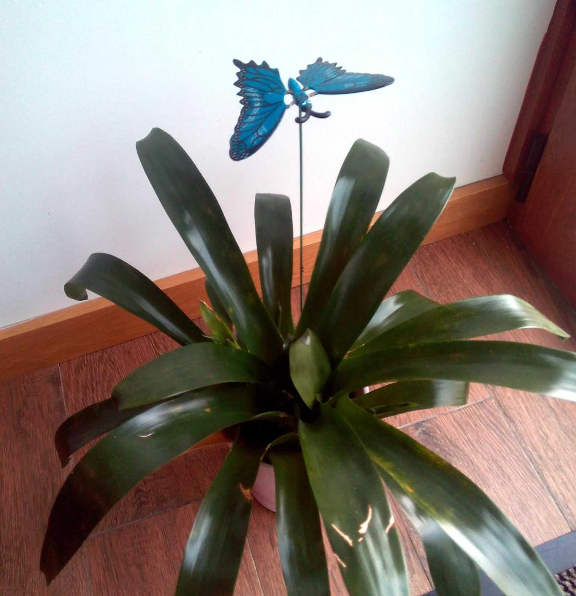 Gift card for Casa do Azibo