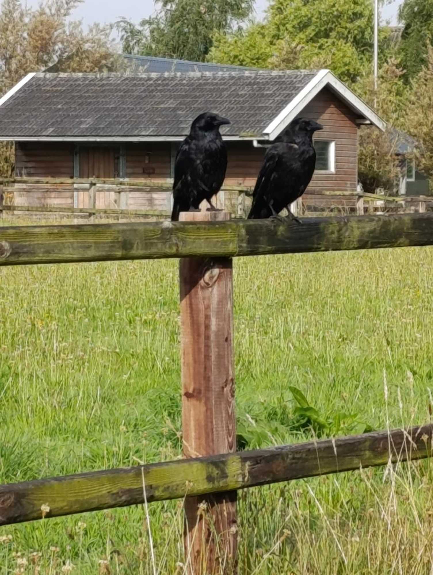 Gift card for Recreatieoord Hippique