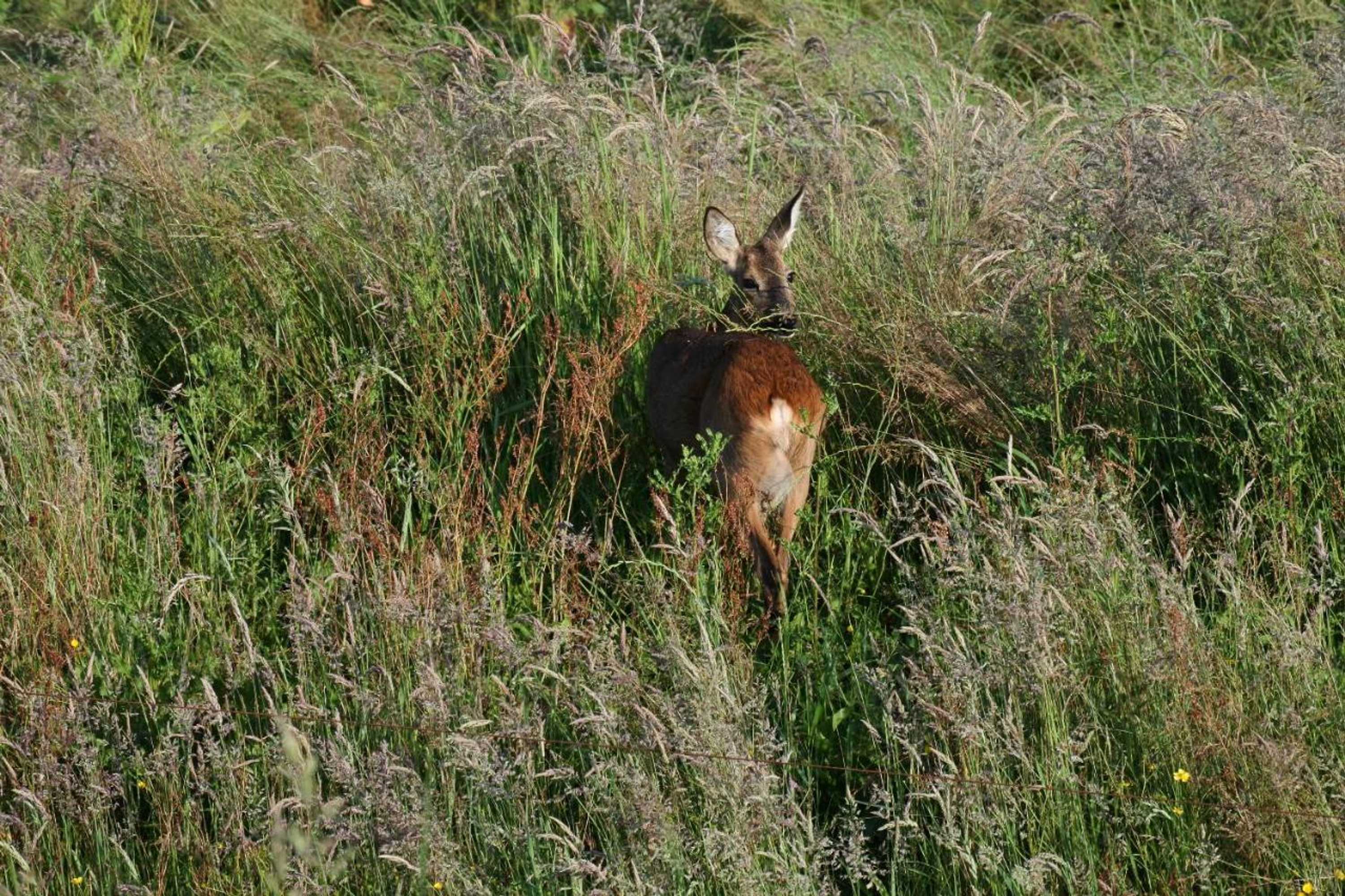Gift card for Bed en Breakfast de Houtwiel