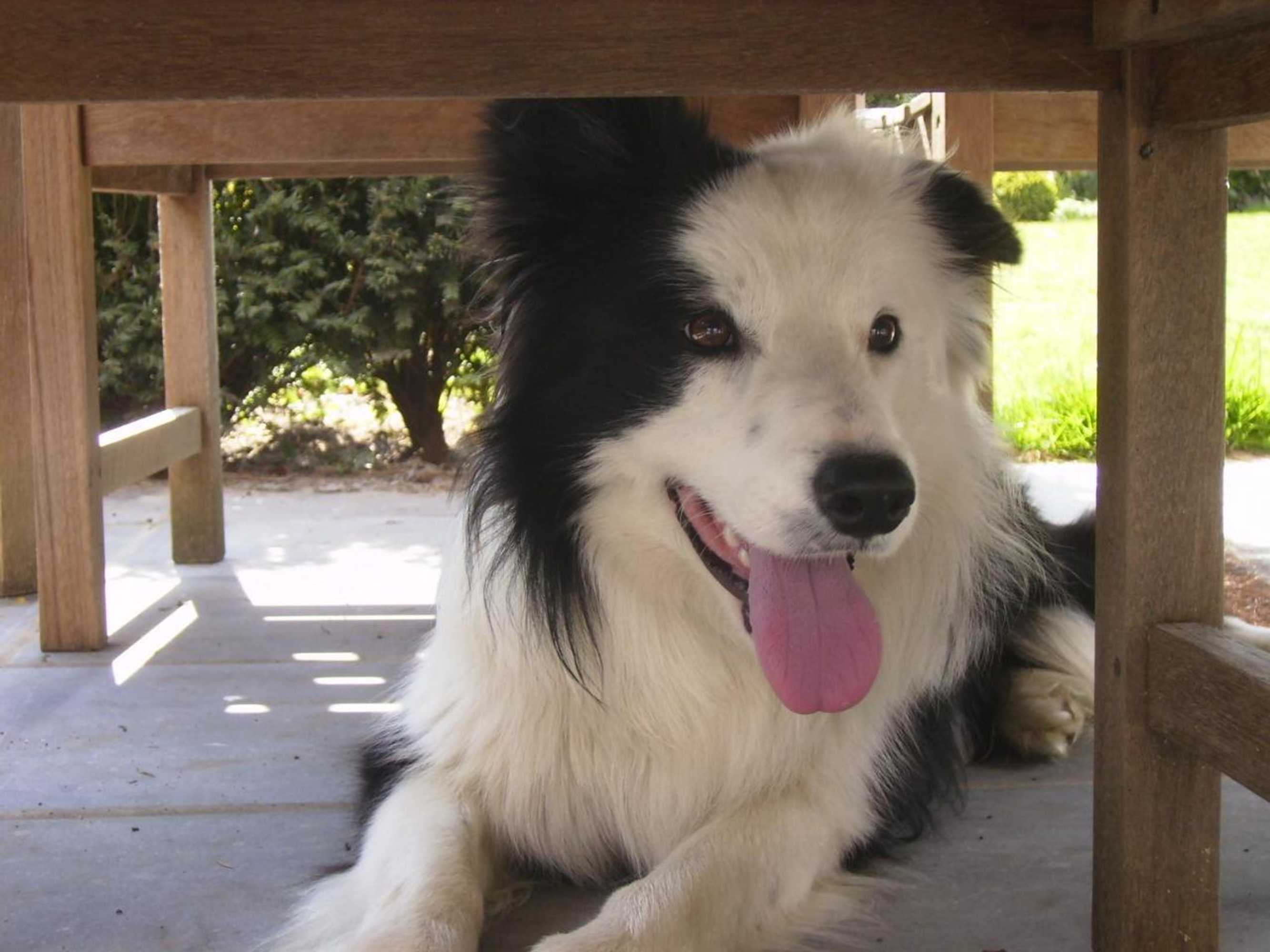 Gift card for Gastenlogies Blauwe Schaap