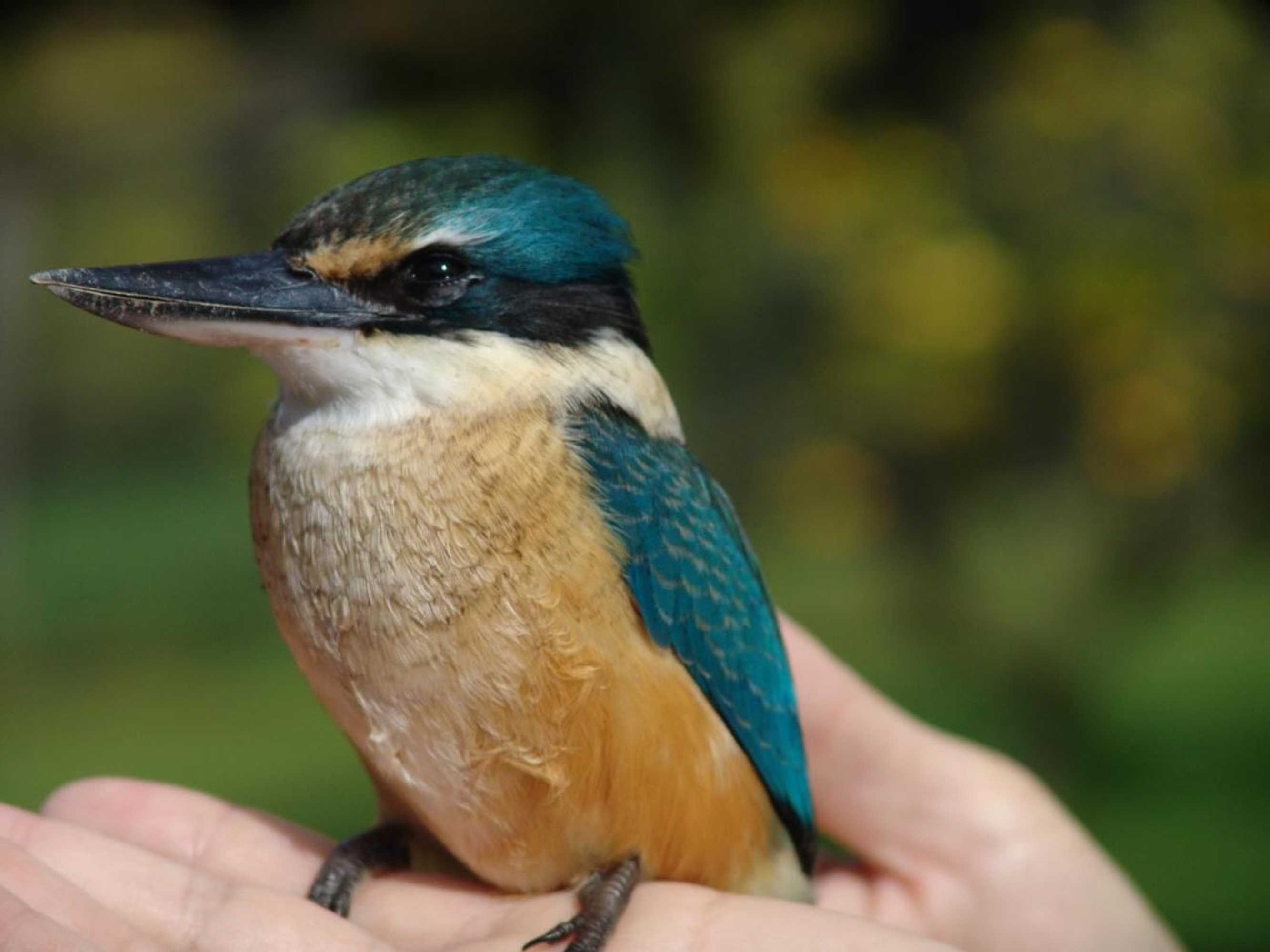 Gift card for Riverside Homestead Waitangi