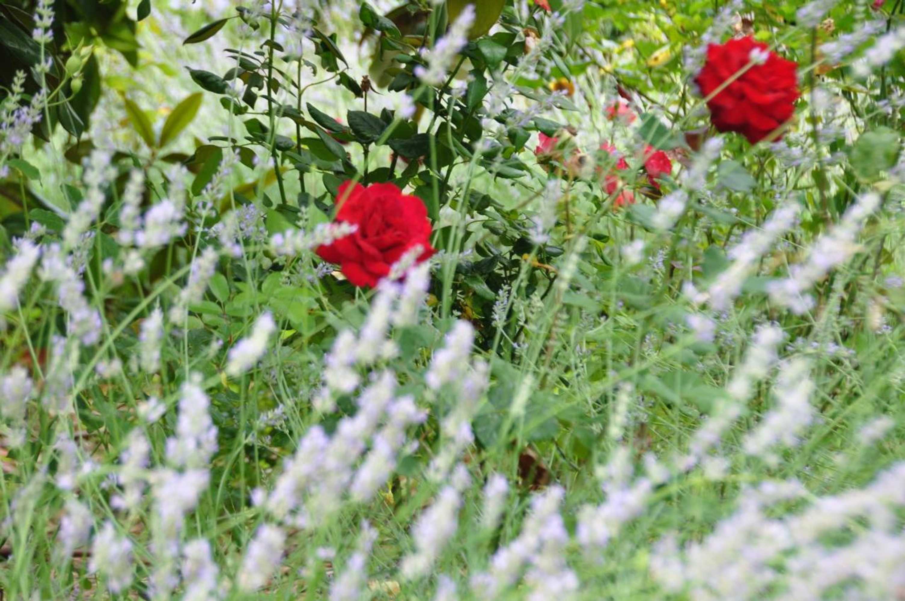 Gift card for Le Mas du Perthus