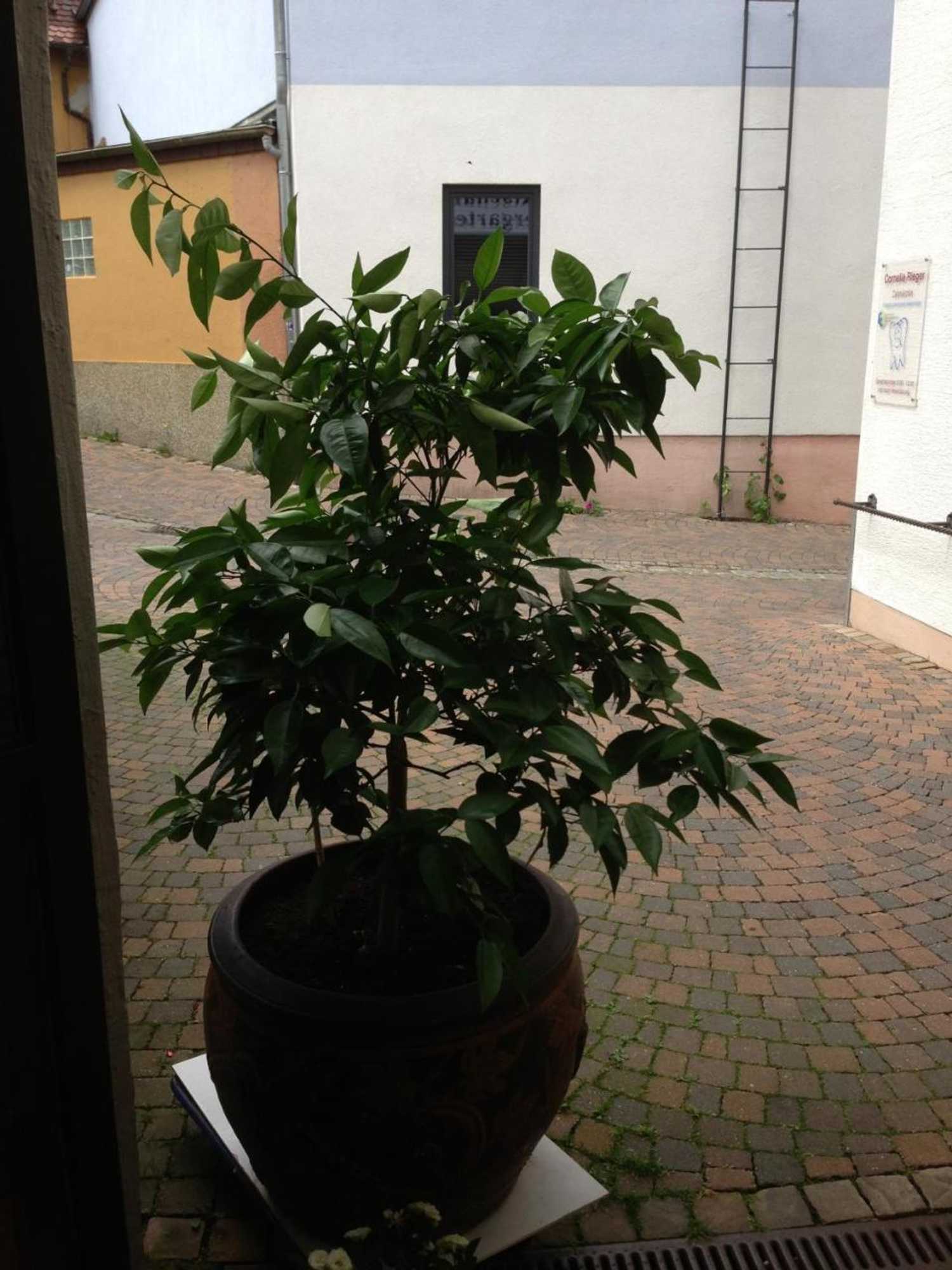 Gift card for Marktschänke