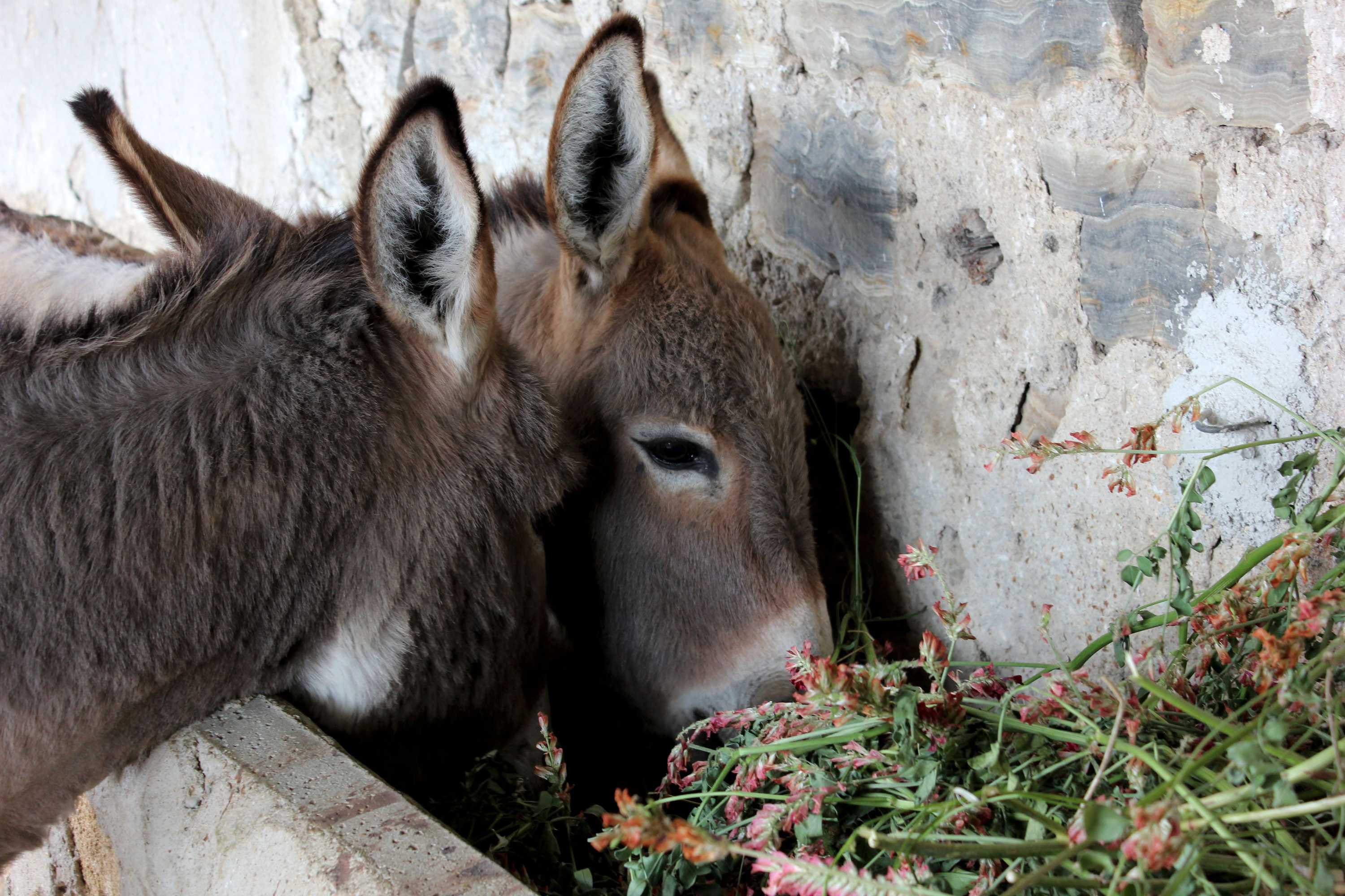 Gift card for Agriturismo La Casa di Bacco