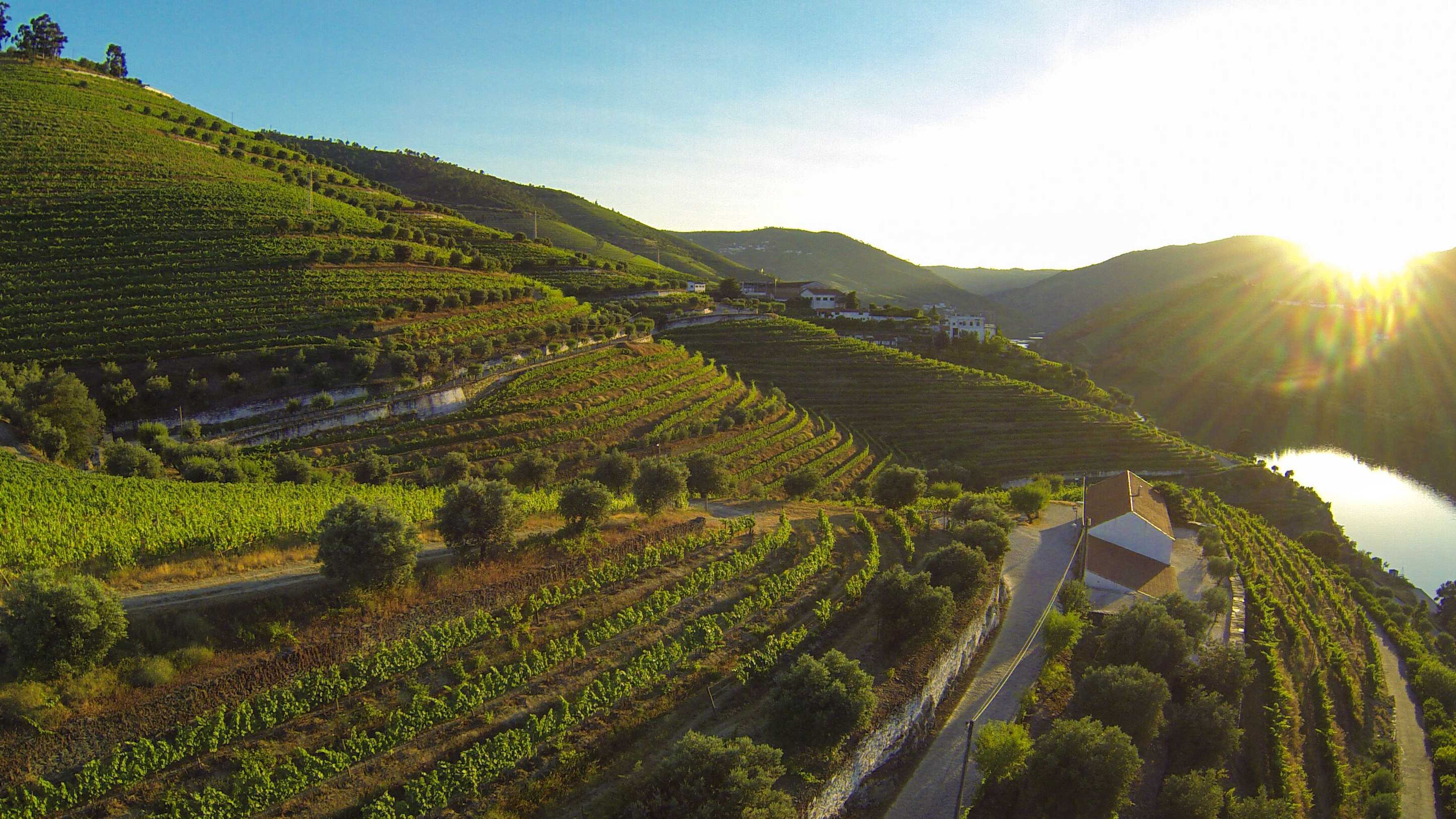 Gift card for Quinta de São Luiz The Vine House Gift card for Quinta de São Luiz The Vine House
