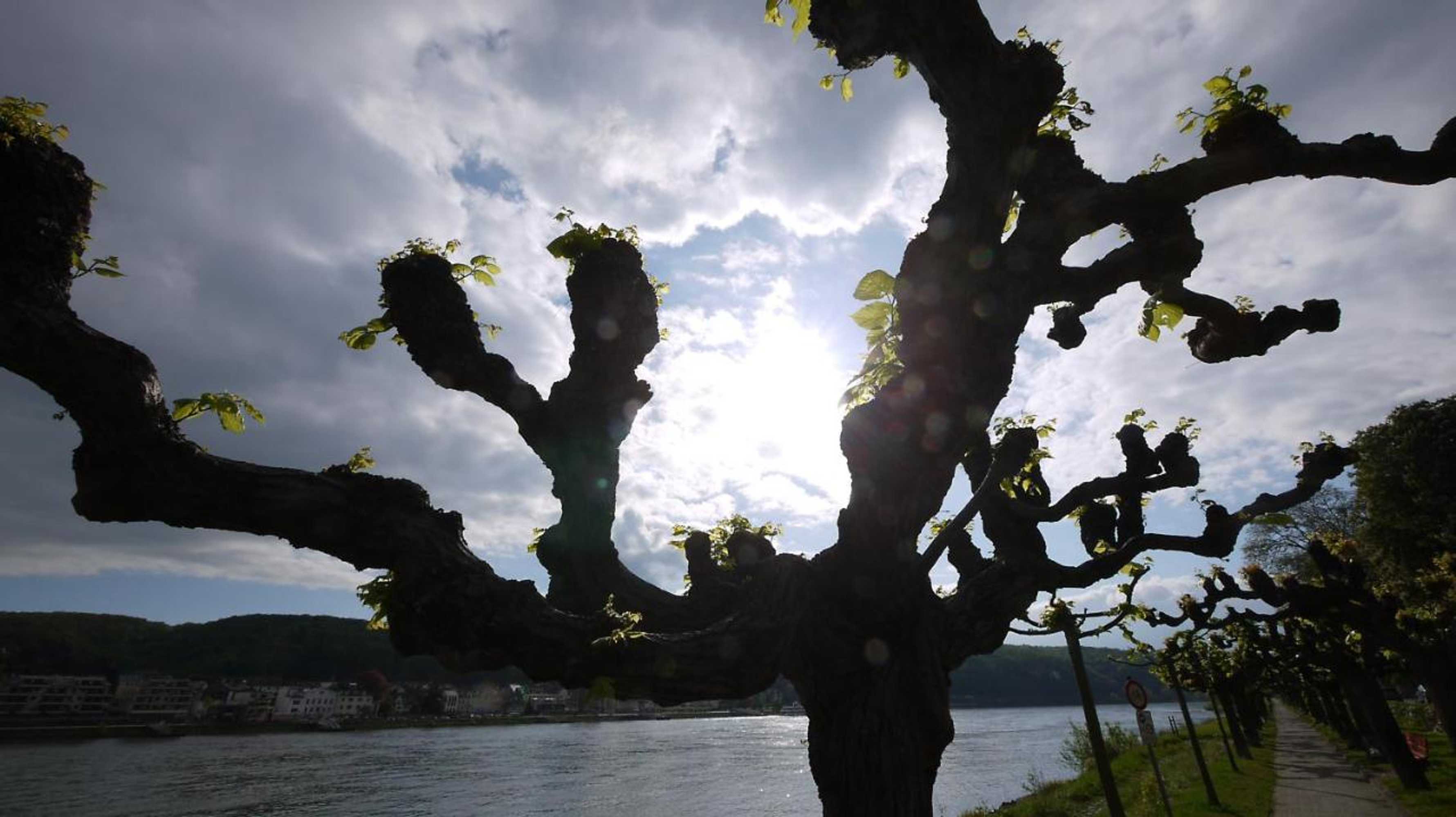 Gift card for Hotel Pinger