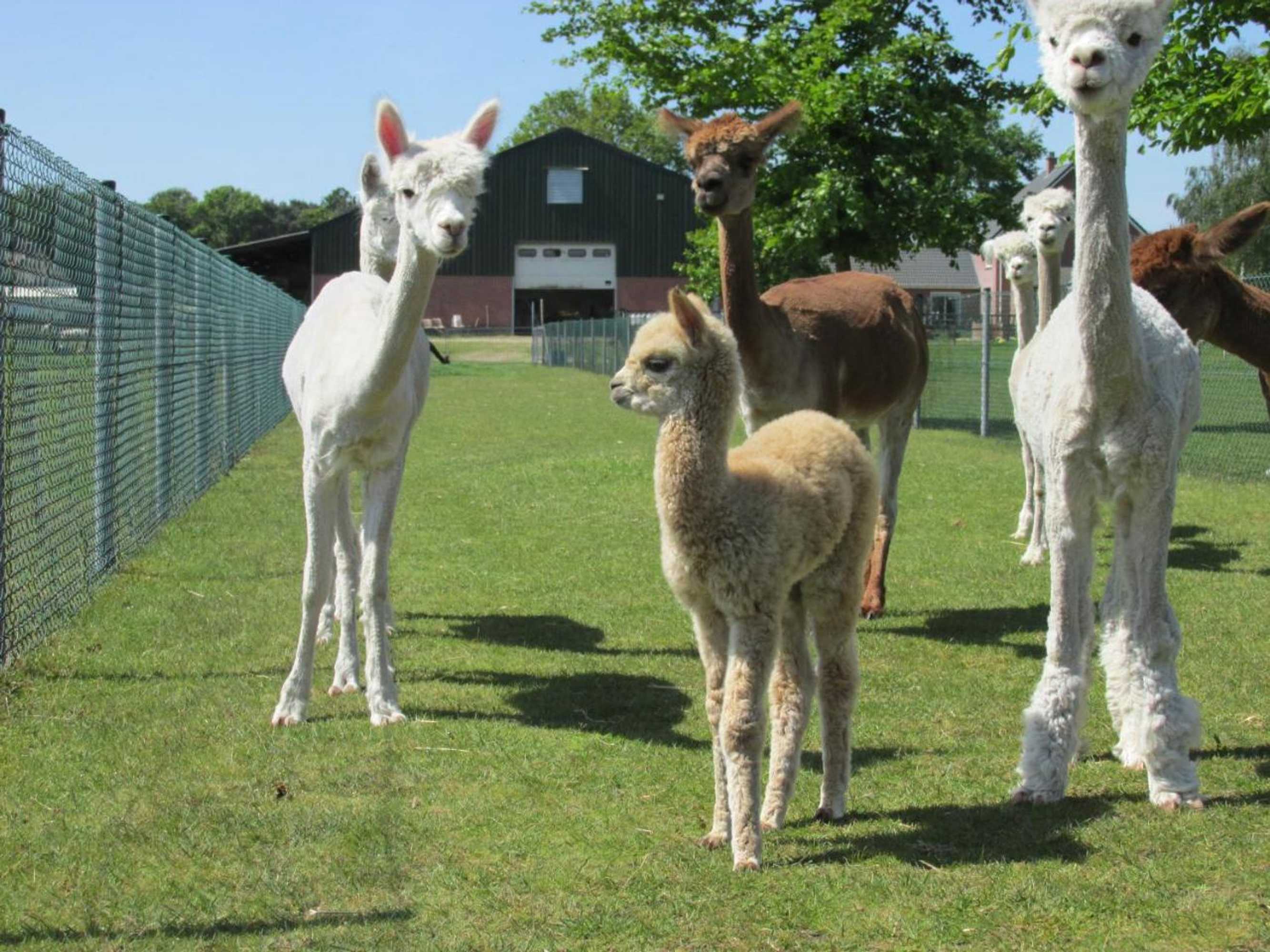 Gift card for De Alpacaboerderij