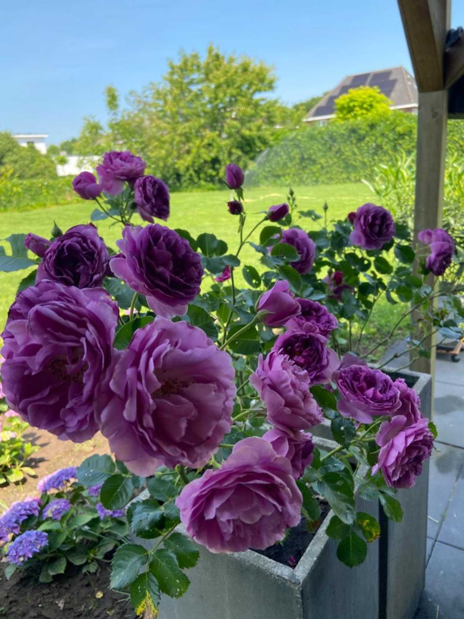 Gift card for Nancy in Holland