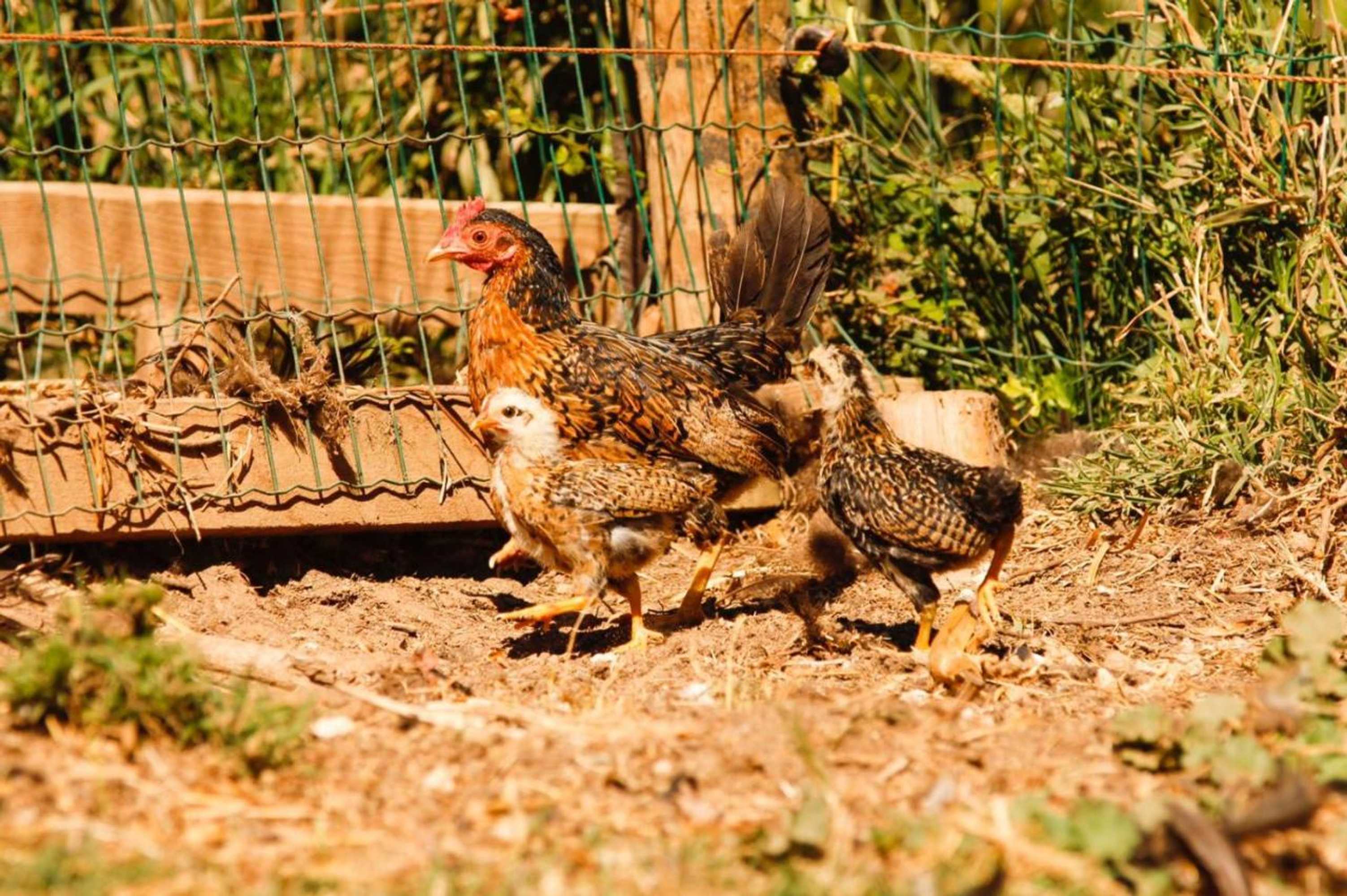 Gift card for Quintinha da Charneca