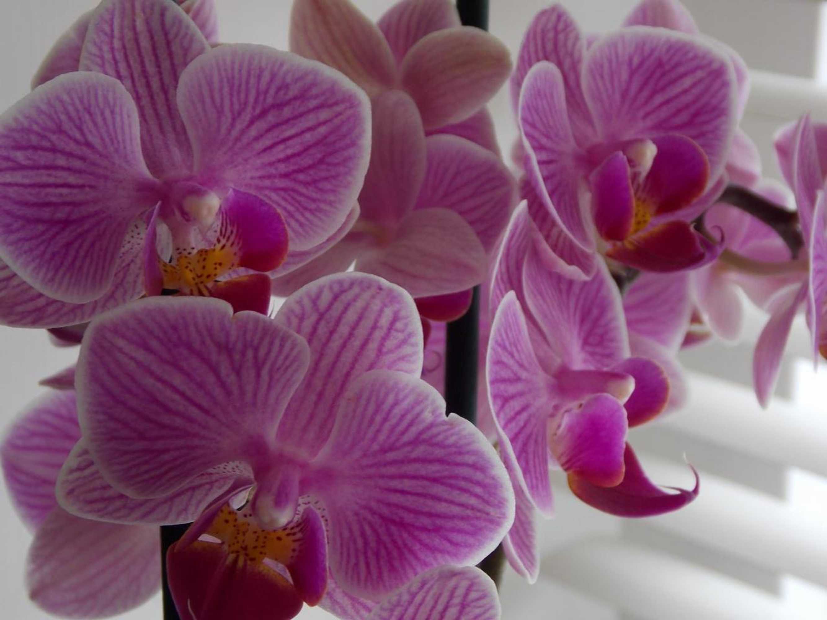 Gift card for Glamping on The Hill