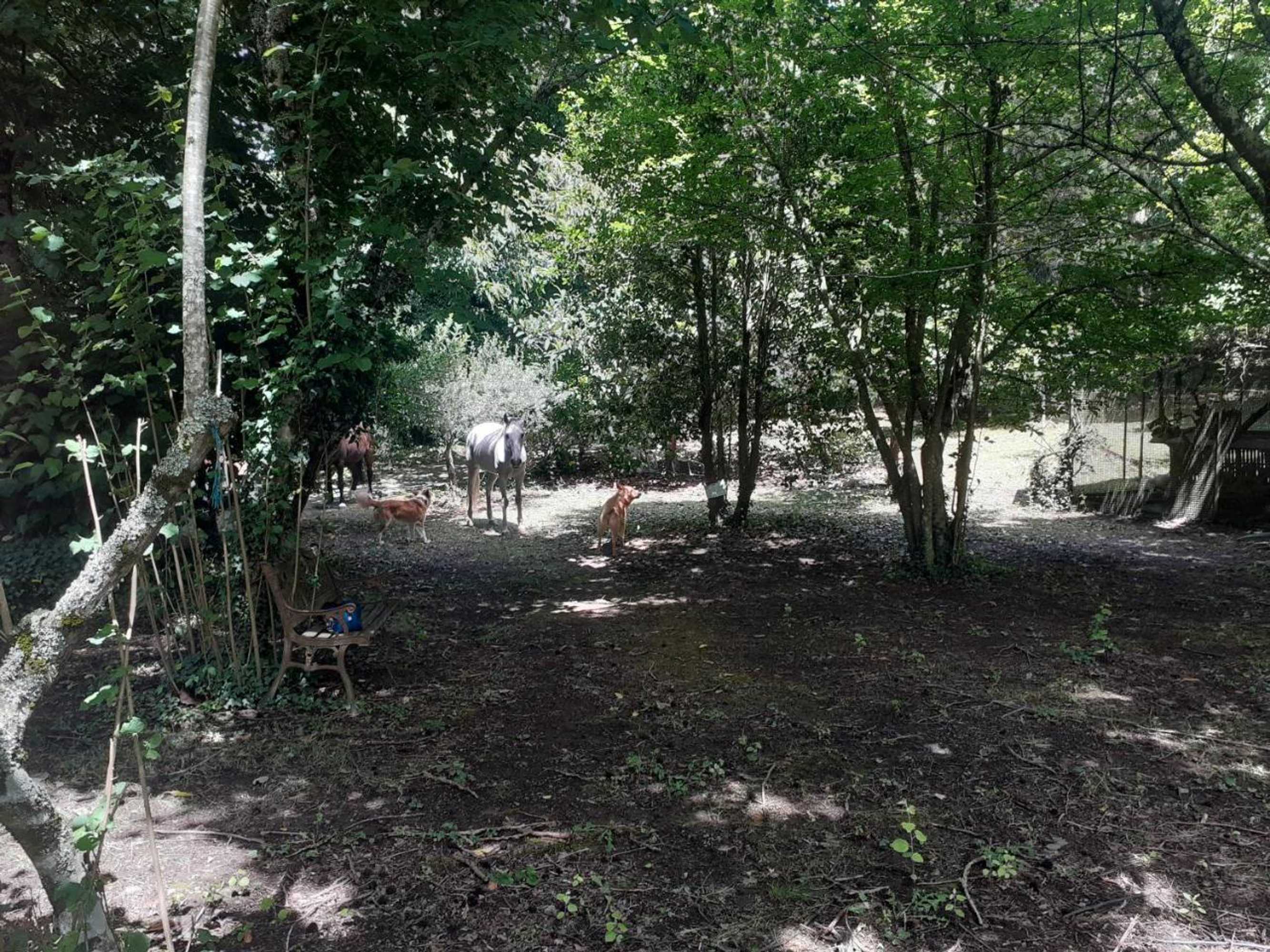 Gift card for Cabana da Oliveira Gift card for Cabana da Oliveira