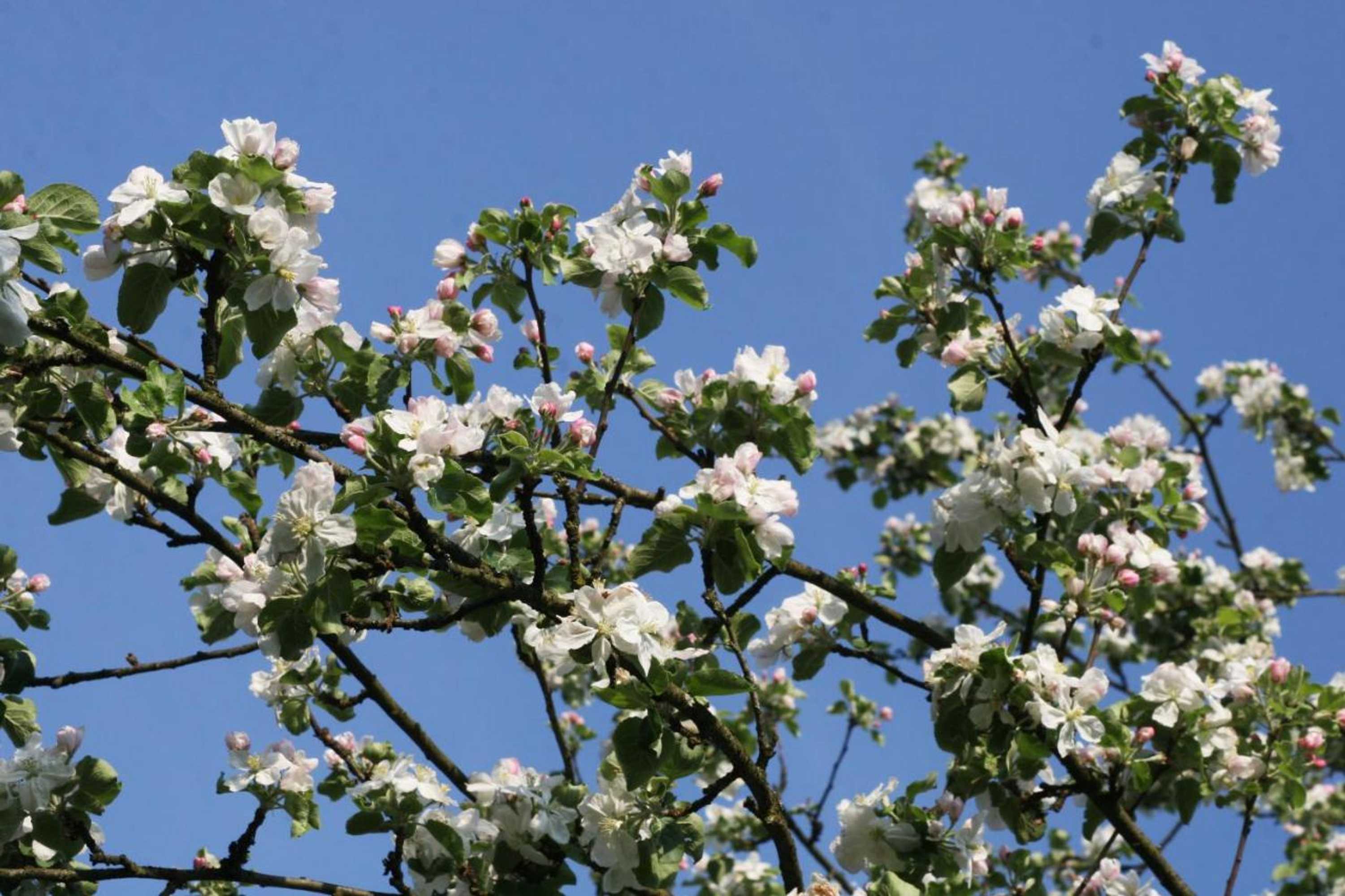 Gift card for Ferienwohnung am Obstgarten