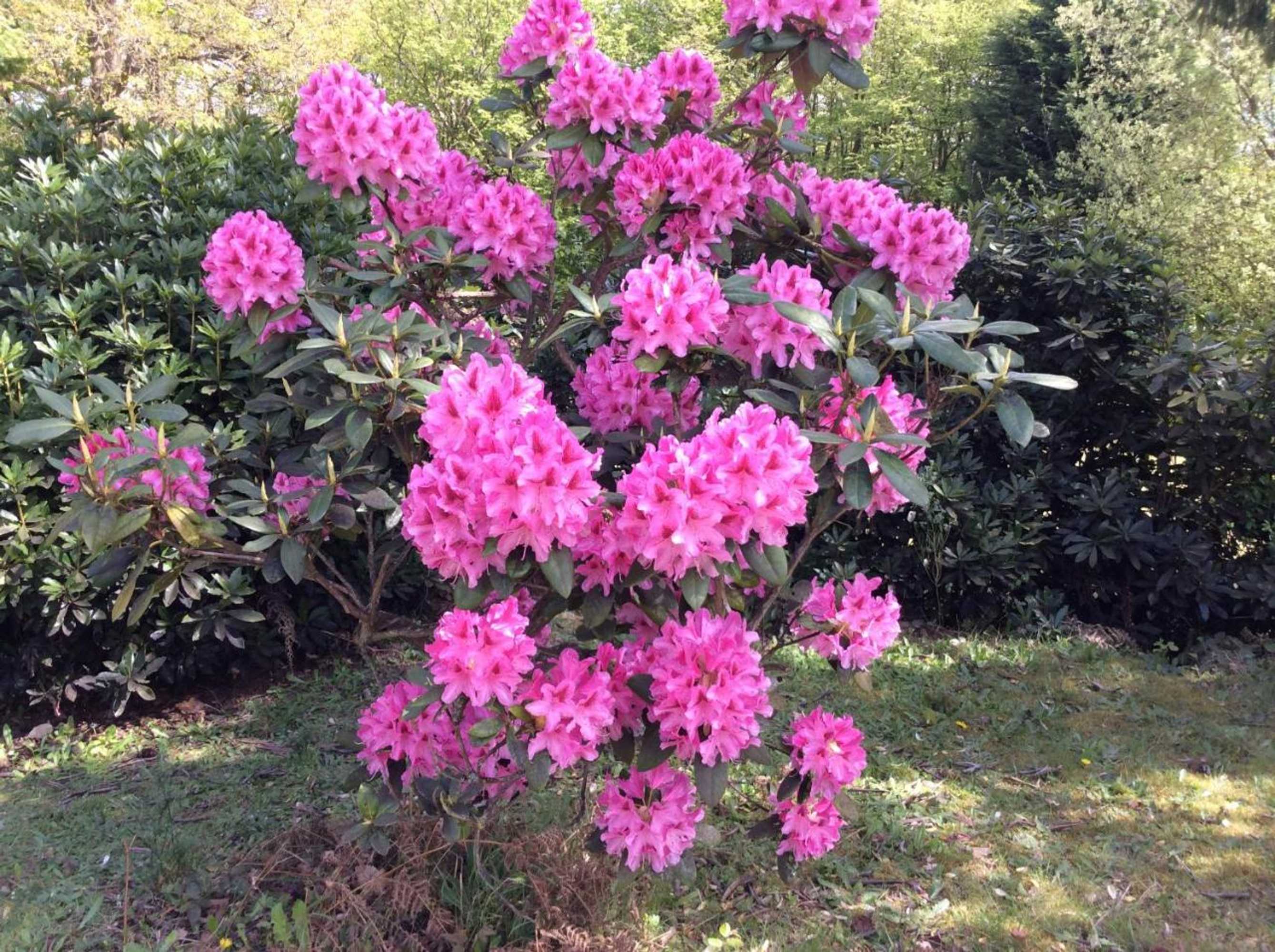 Gift card for The Firs