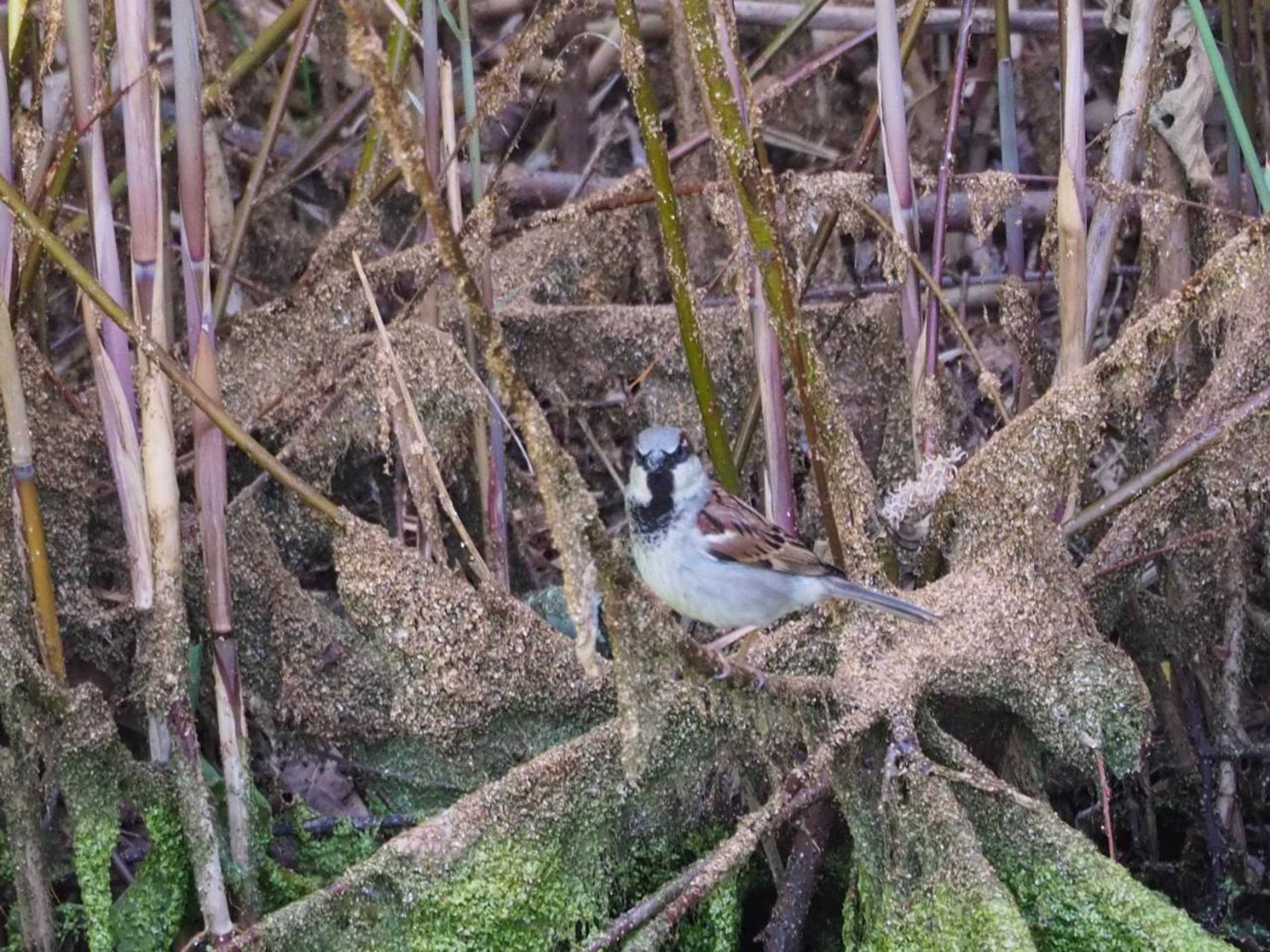 Gift card for Bnb De Peelvos