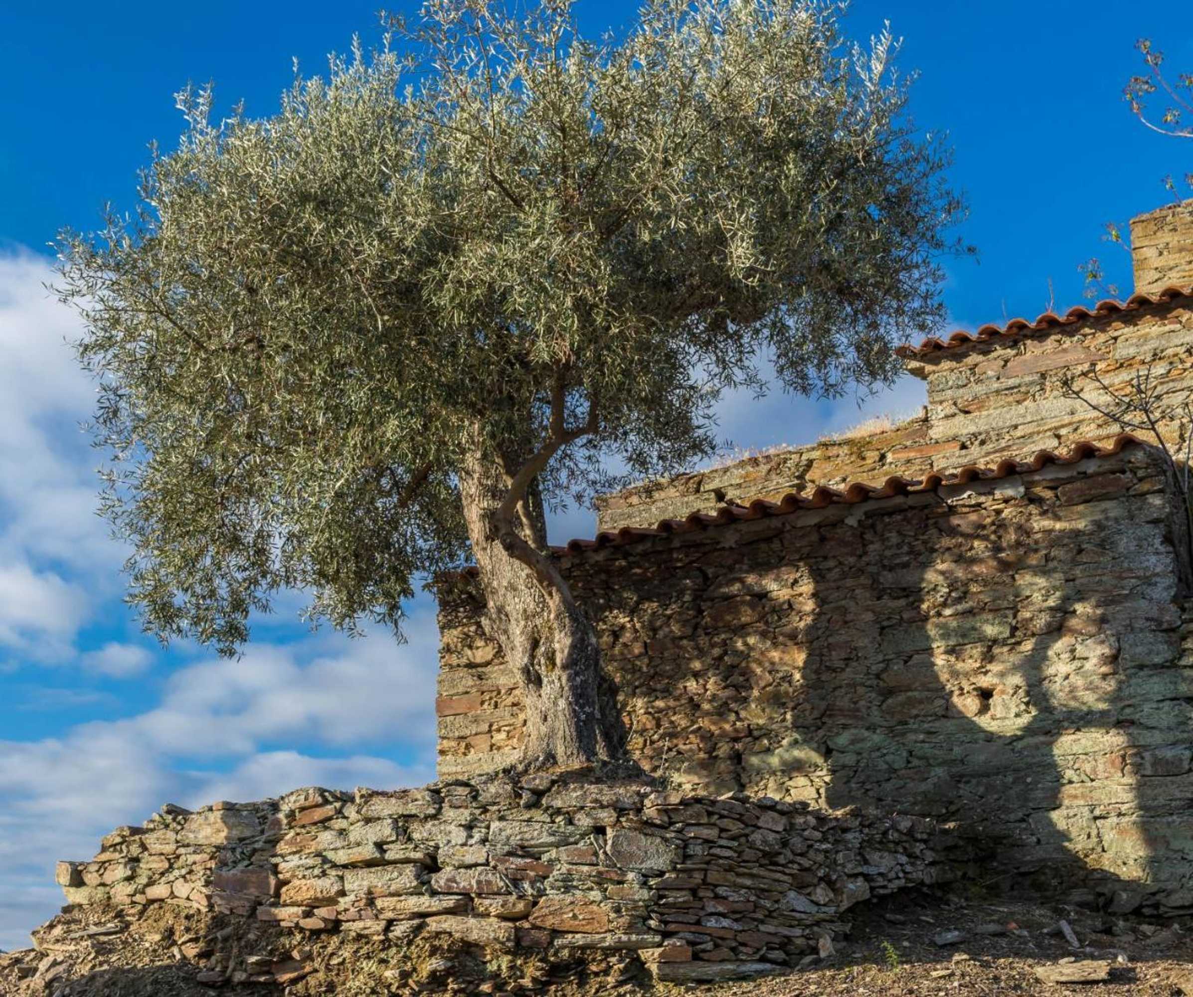 Gift card for Dois Lagares House Gift card for Dois Lagares House