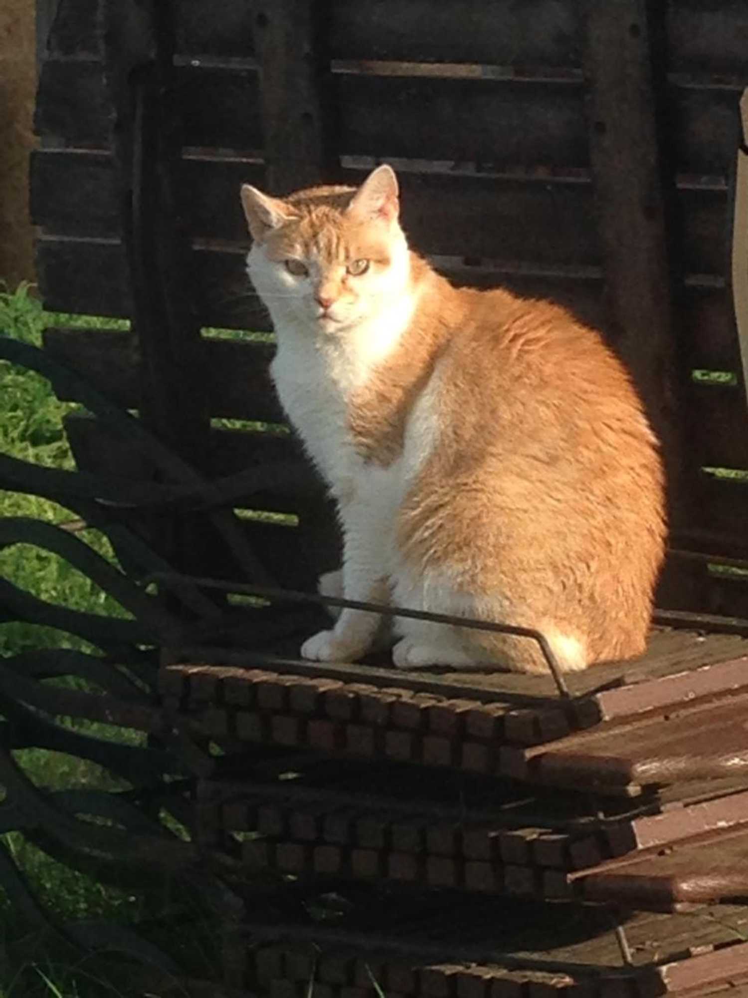 Gift card for Hotel Zum Alten Schlagbaum