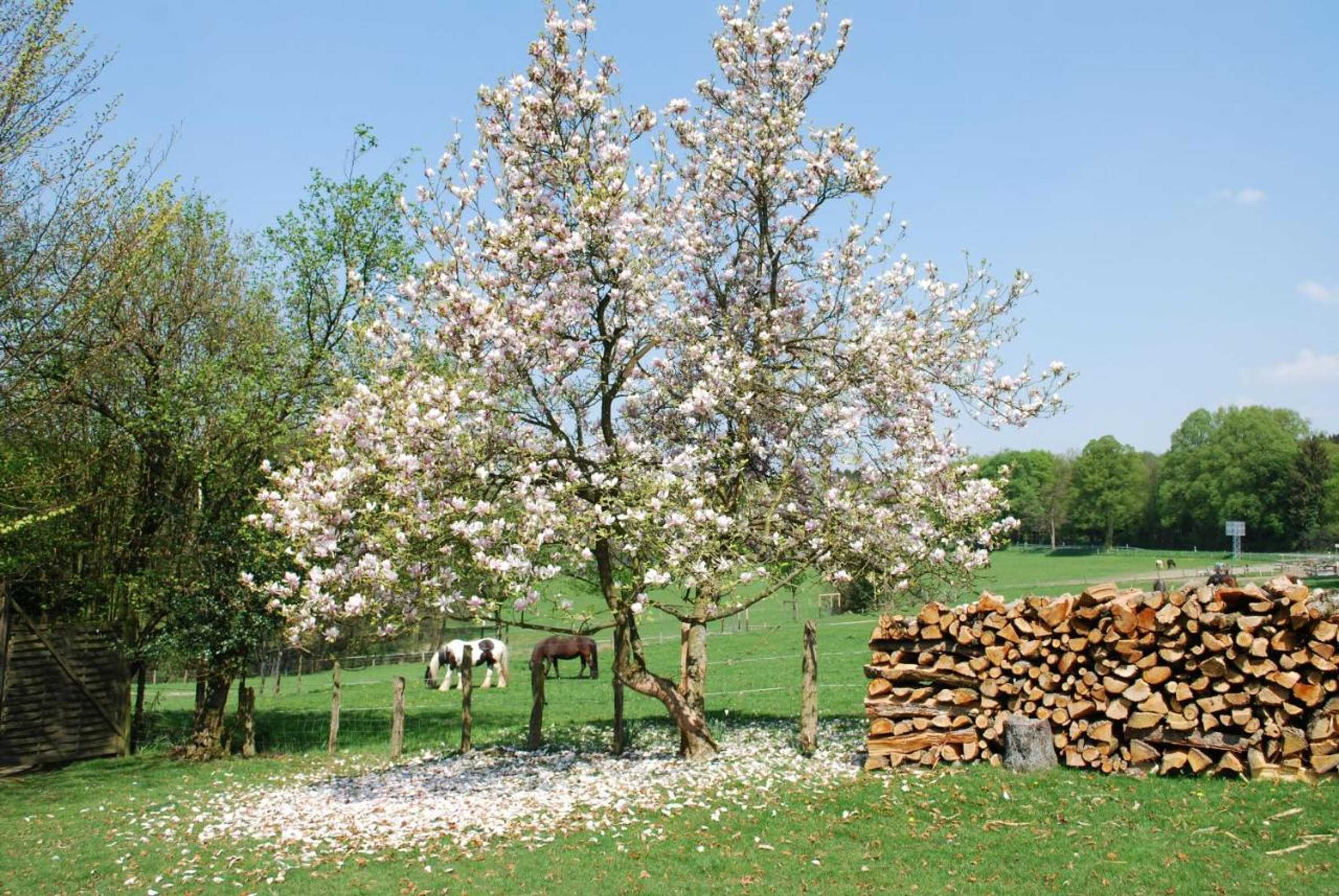 Gift card for Stöltings Landhaus