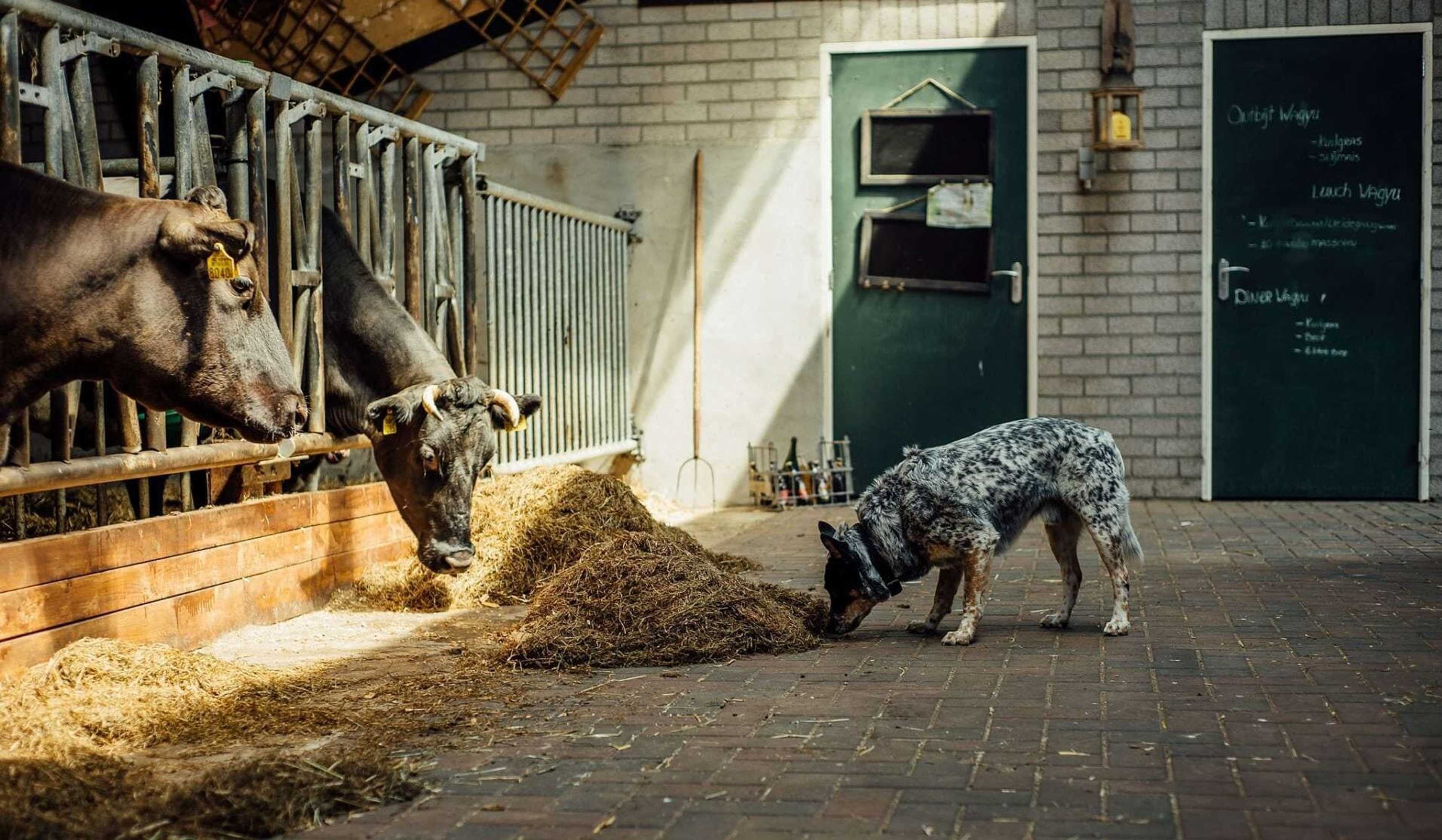 Gift card for Boertel Lamperse Hei