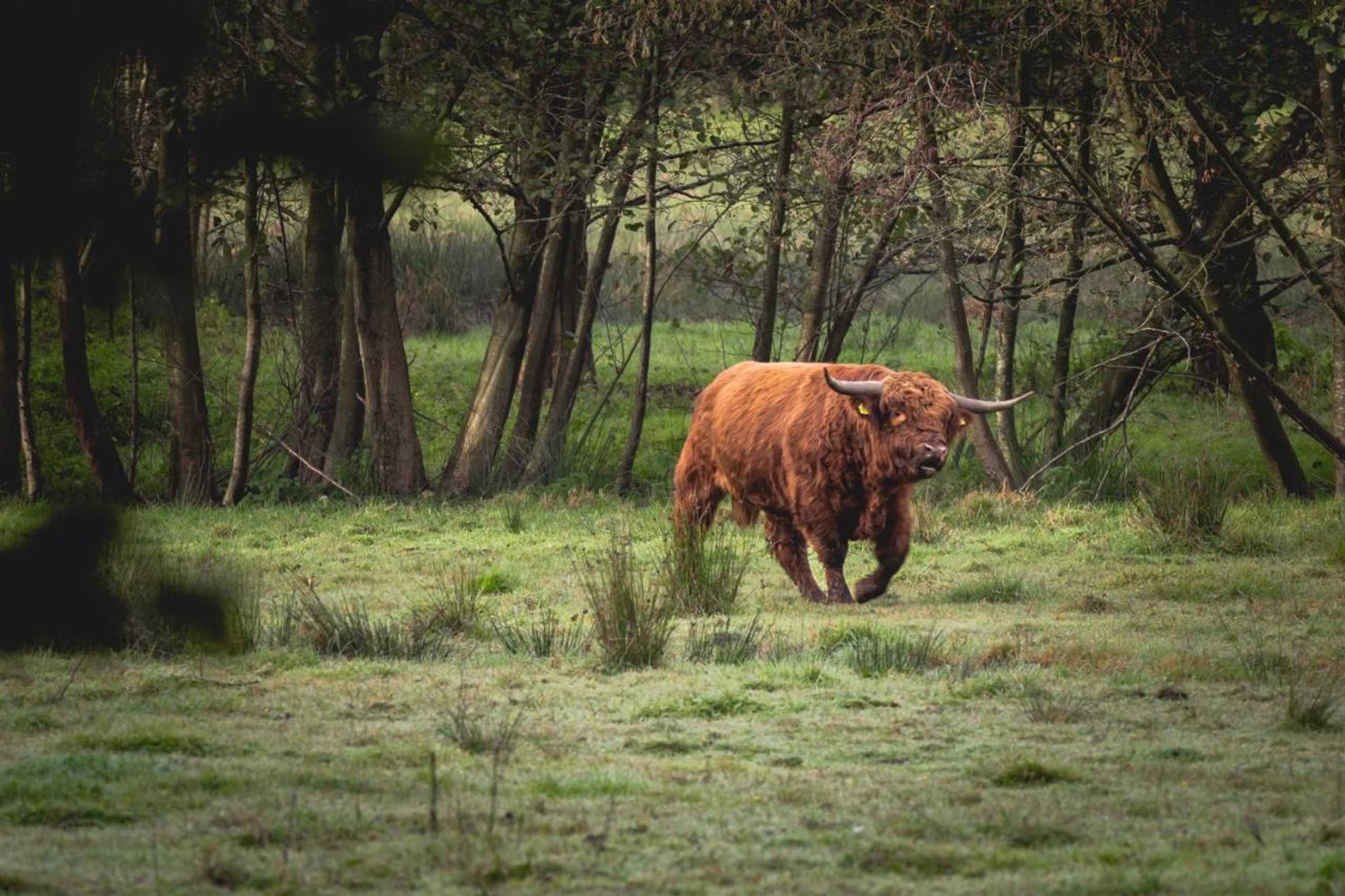 Gift card for Nordenholzer Hofhotel