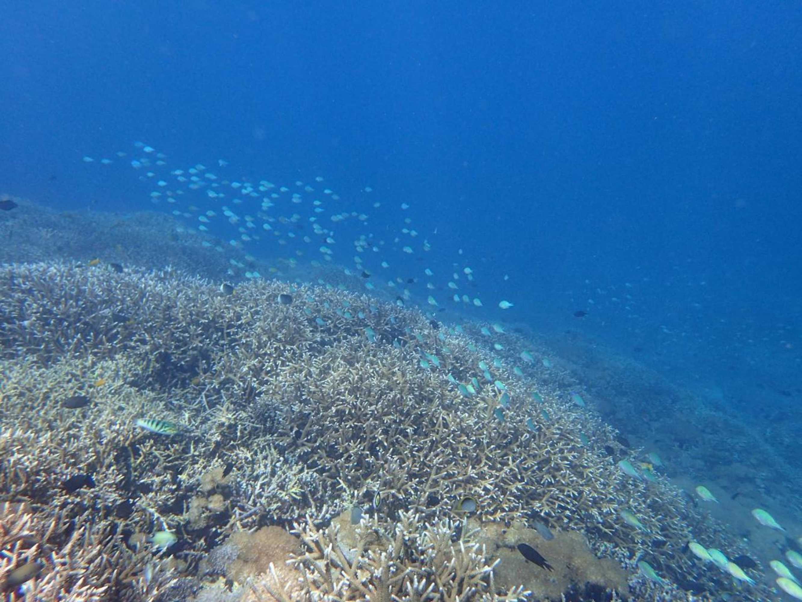 Gift card for Bidara Cottage