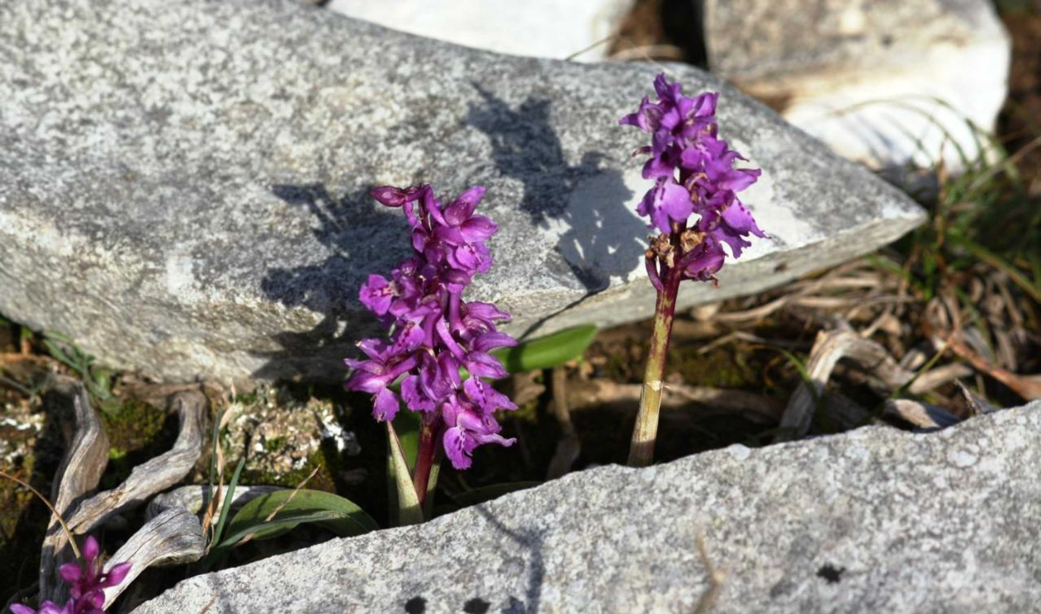 Gift card for Meio Country House