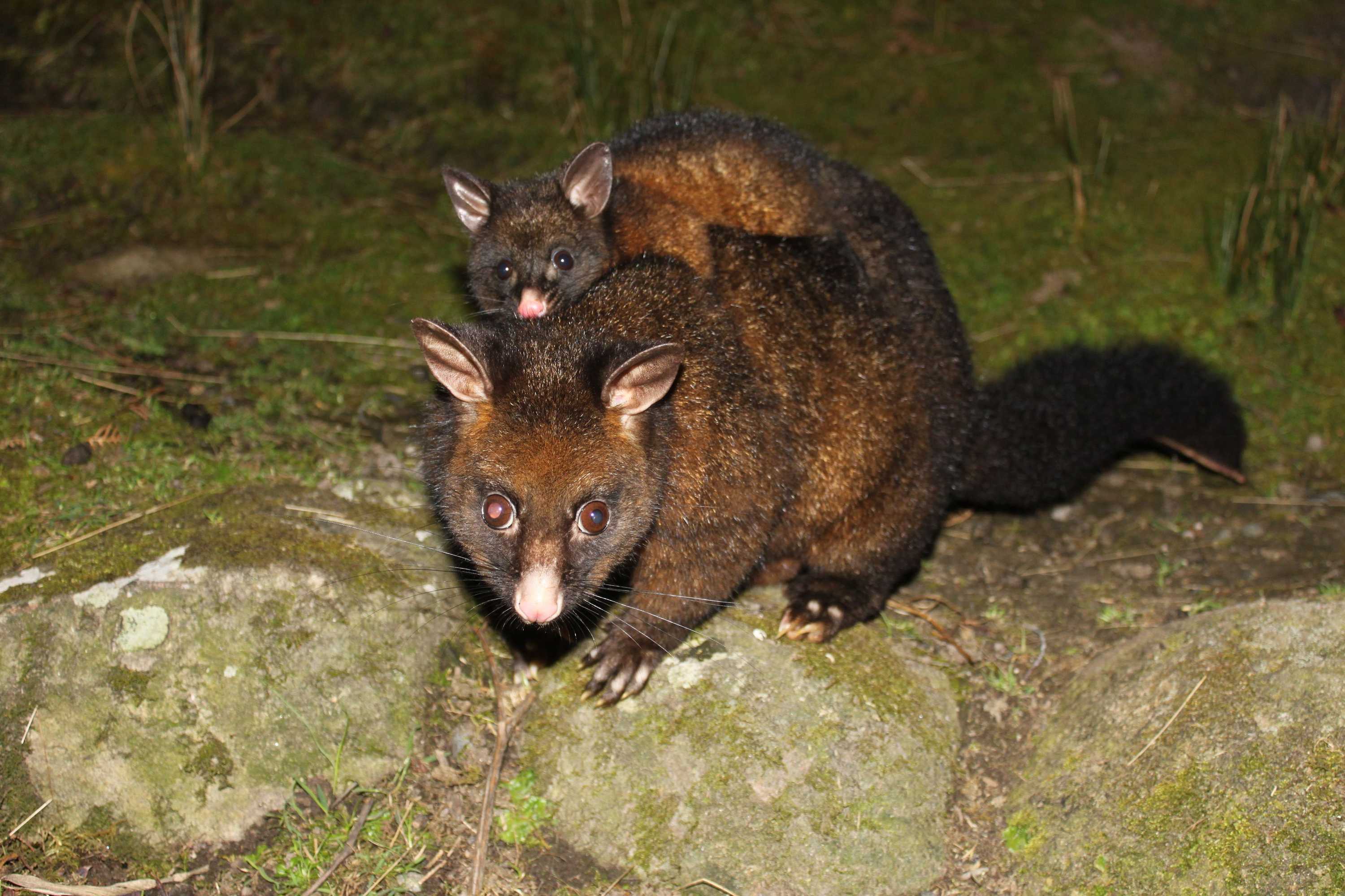 Gift card for Huon Bush Retreats